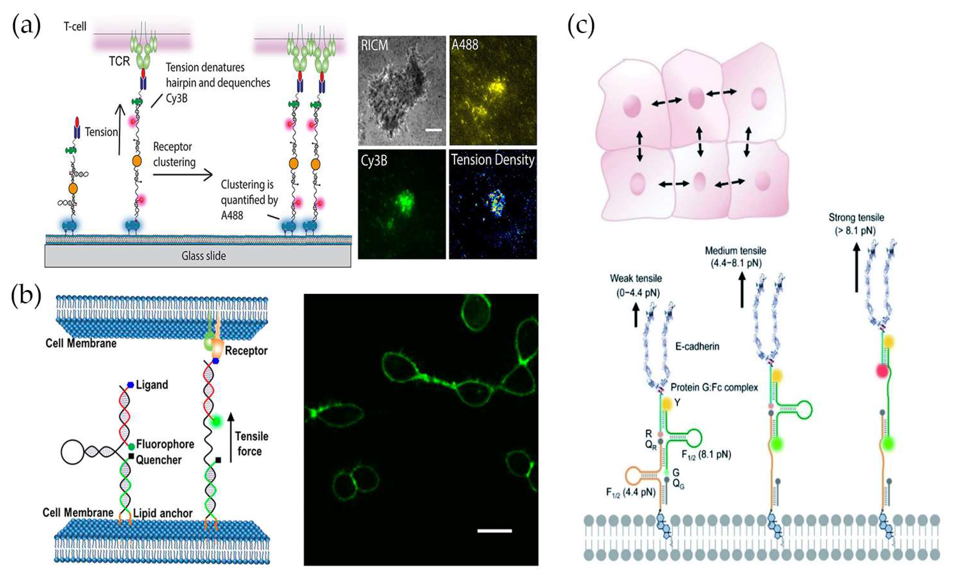 Chemistry 05 00106 g003