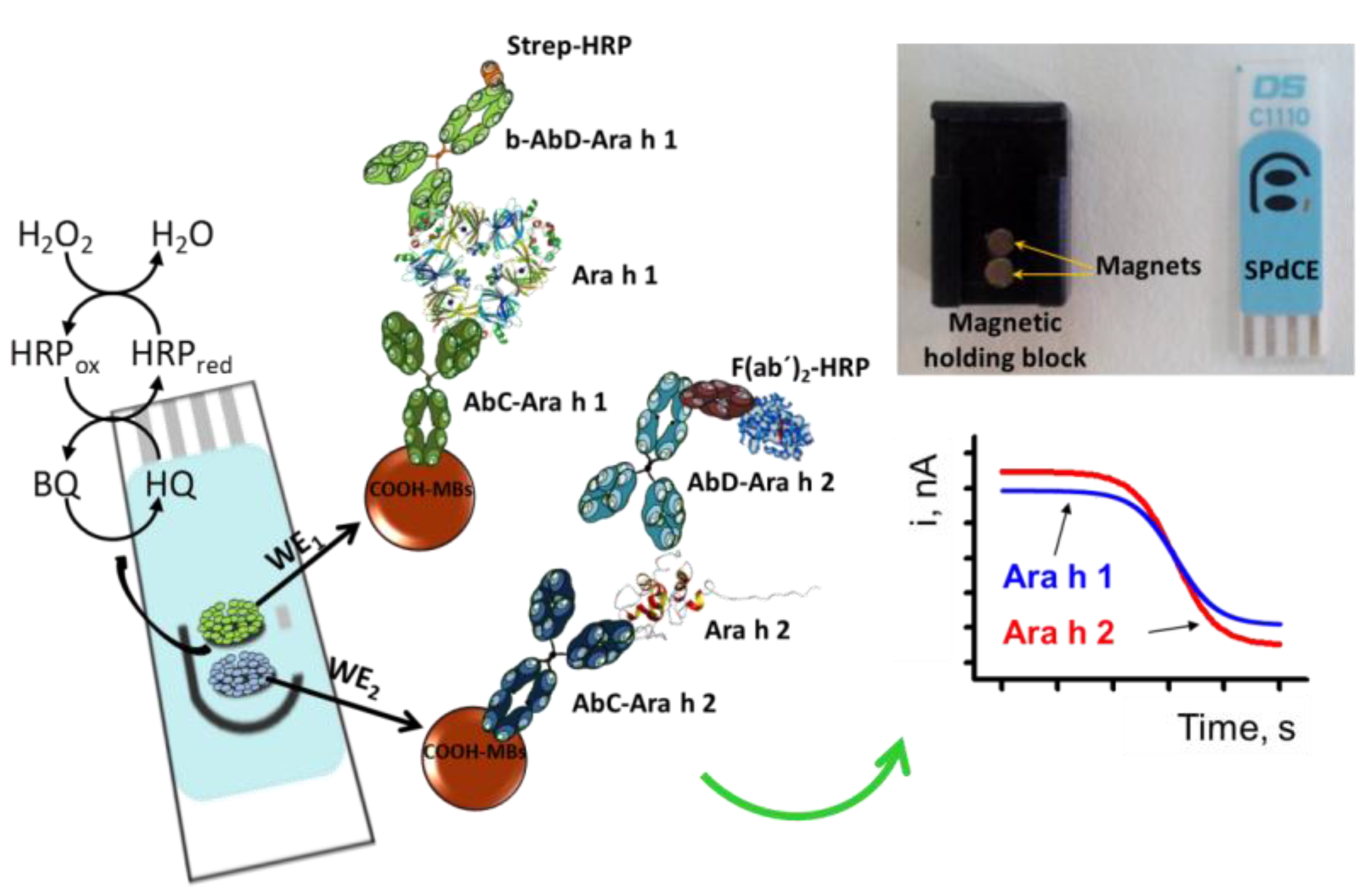 Chemosensors | Free Full-Text | Simultaneous Determination of the Main  Peanut Allergens in Foods Using Disposable Amperometric Magnetic  Beads-Based Immunosensing Platforms