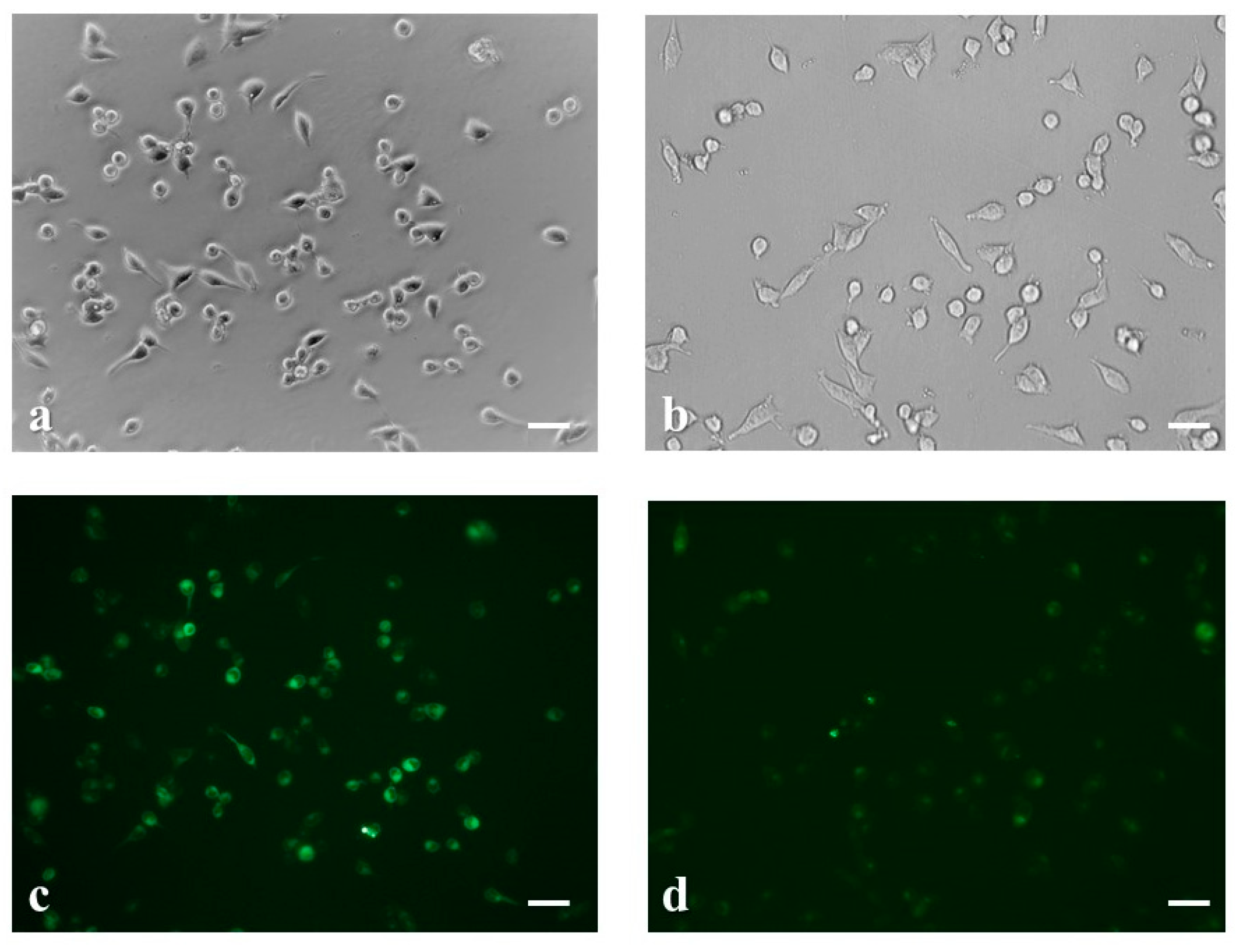 Chemosensors 07 00058 g003