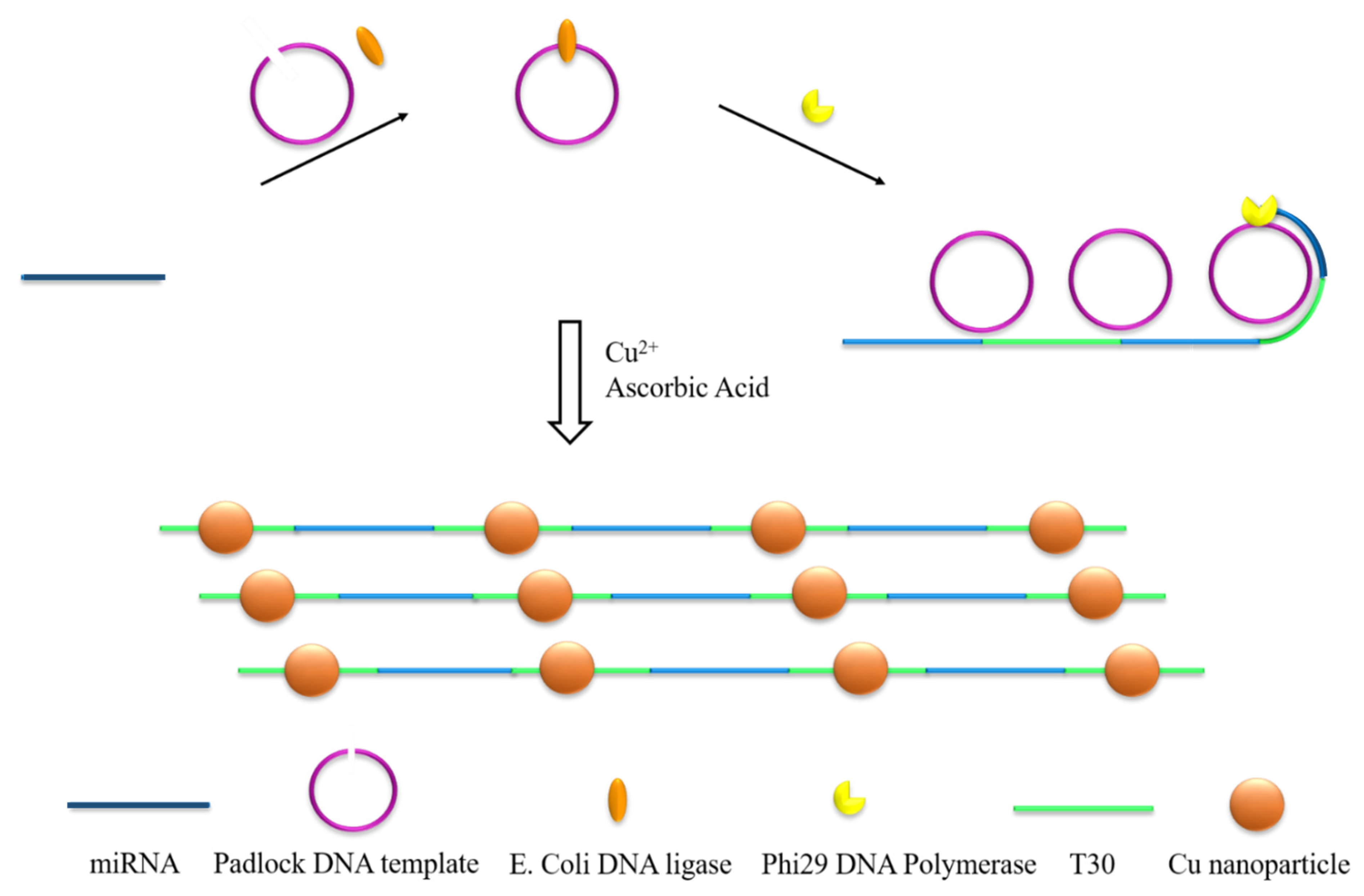 Chemosensors | Free Full-Text | A Label-Free Fluorescent Sensor Based on  the Formation of Poly(thymine)-Templated Copper Nanoparticles for the  Sensitive and Selective Detection of MicroRNA from Cancer Cells