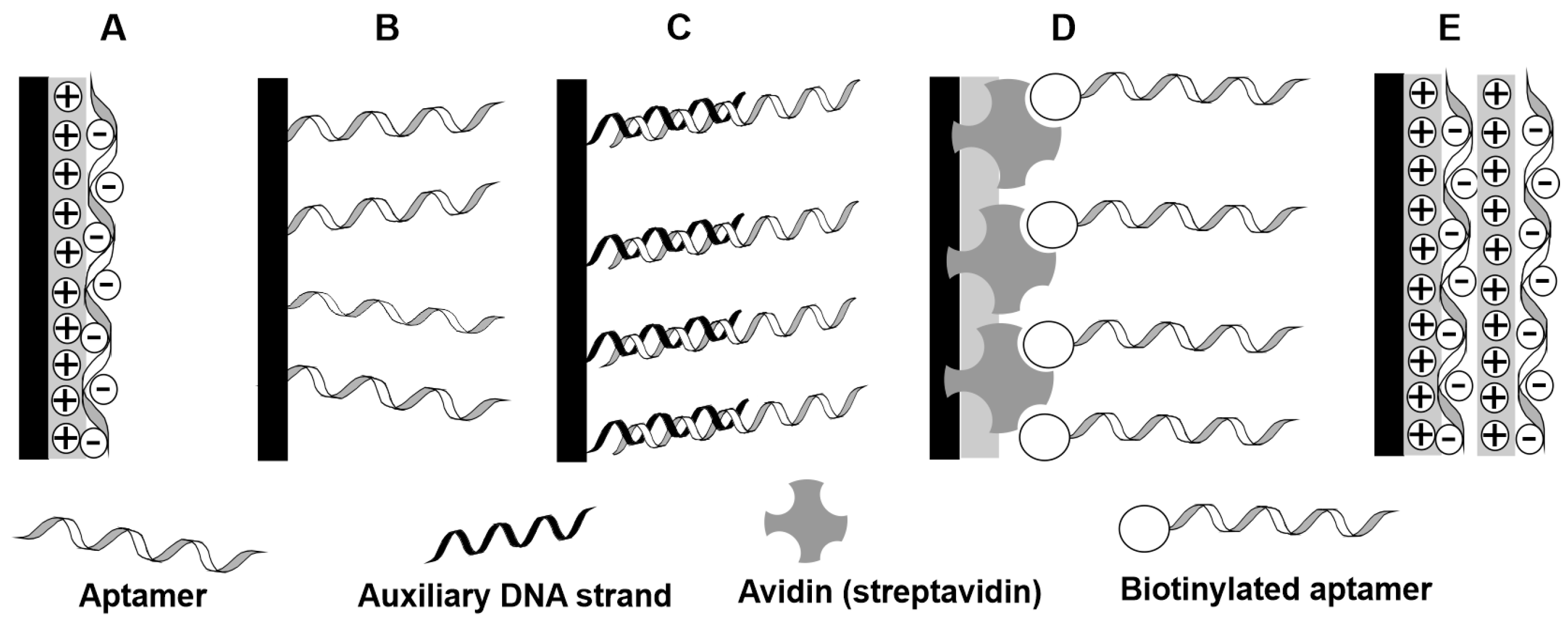 Chemosensors Free Full Text Recent Achievements In Electrochemical And Surface Plasmon Resonance Aptasensors For Mycotoxins Detection Html