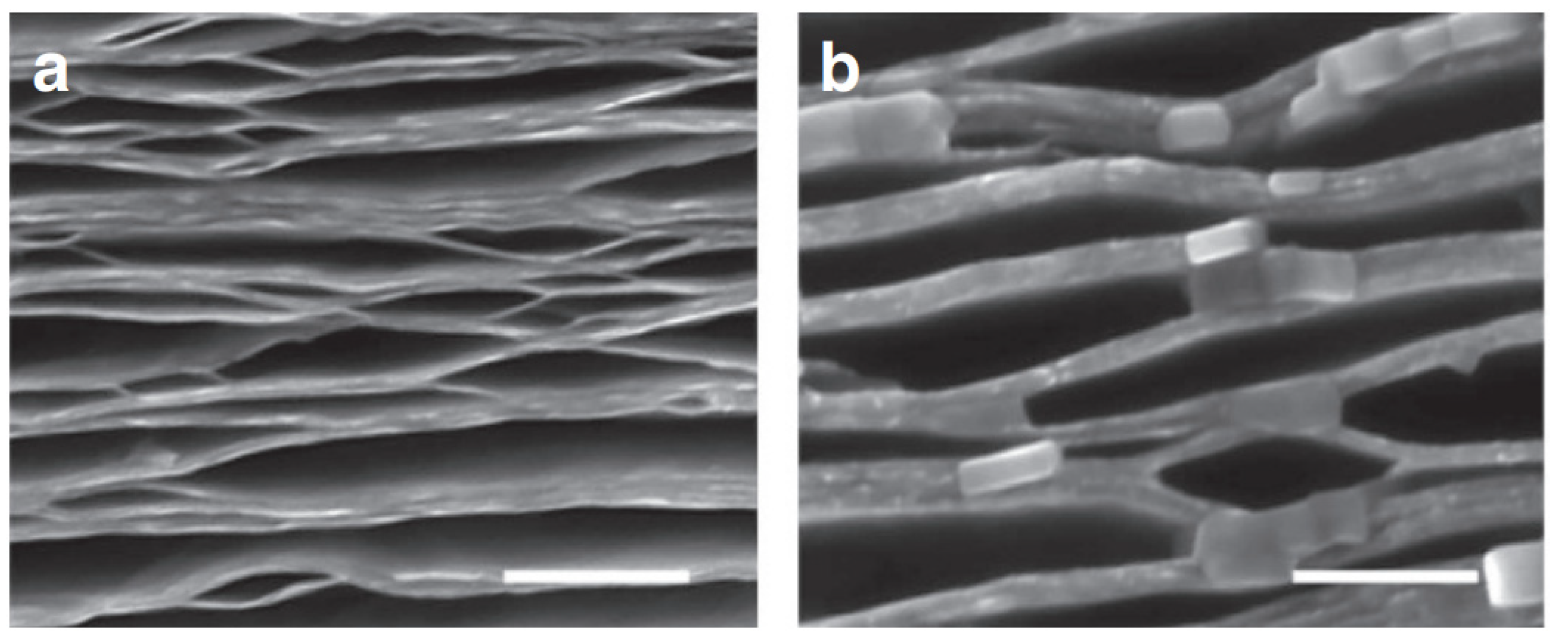Chemosensors 09 00225 g013