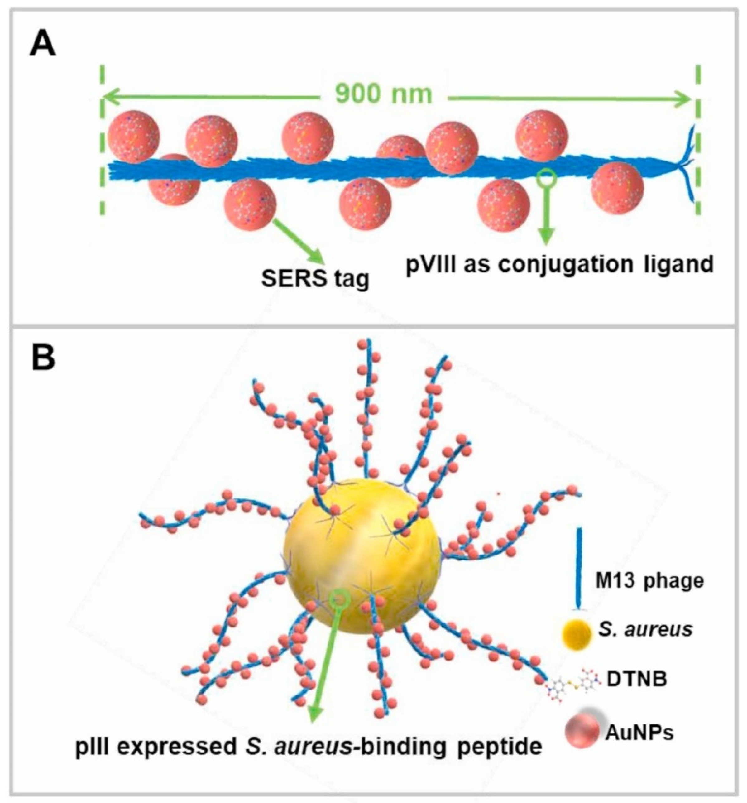 Chemosensors 10 00190 g012