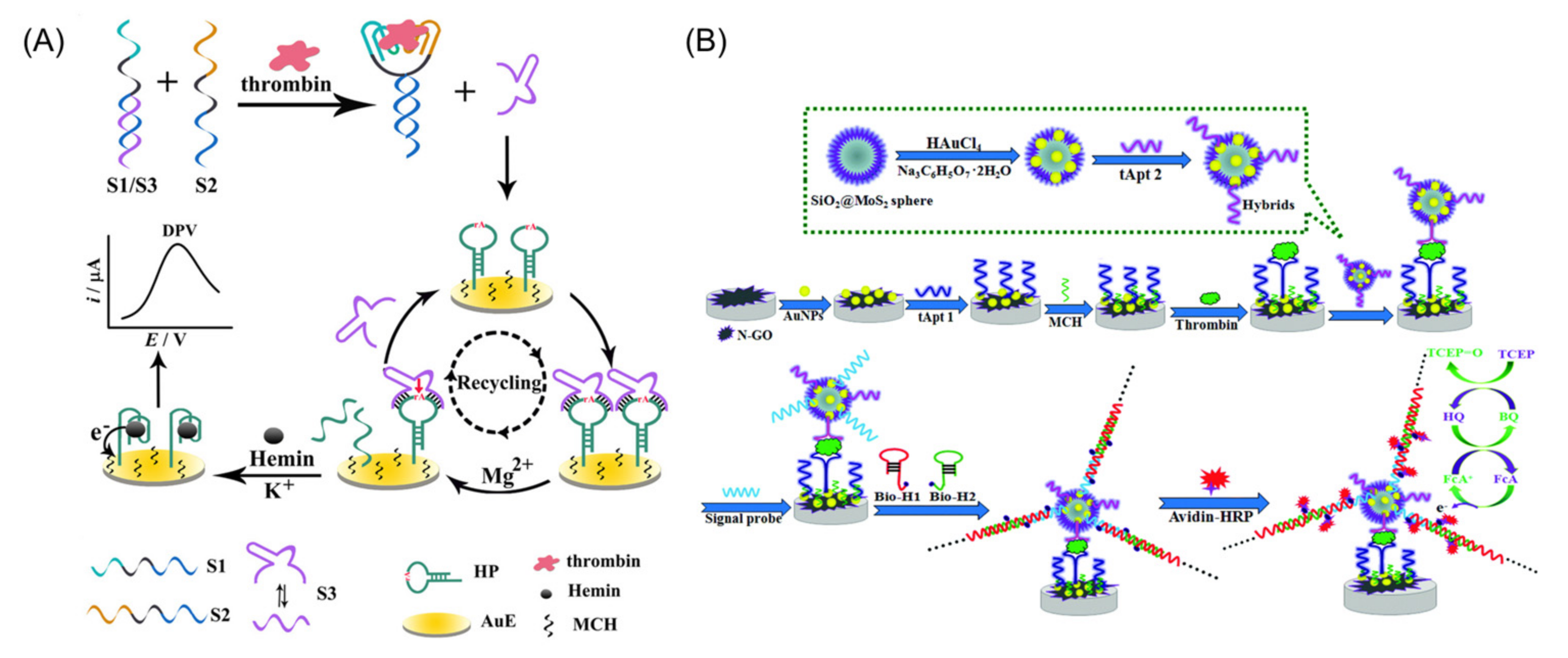 Chemosensors 10 00255 g008