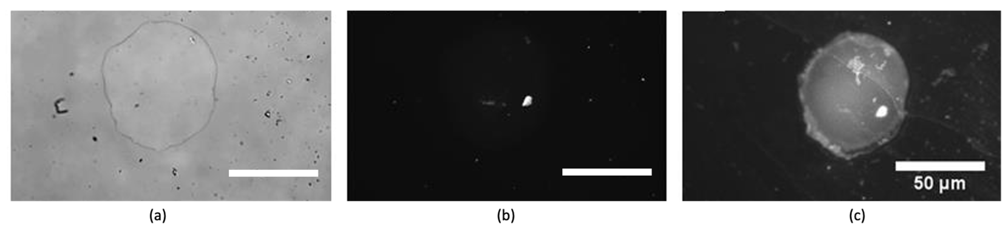 Chemosensors 10 00396 g005
