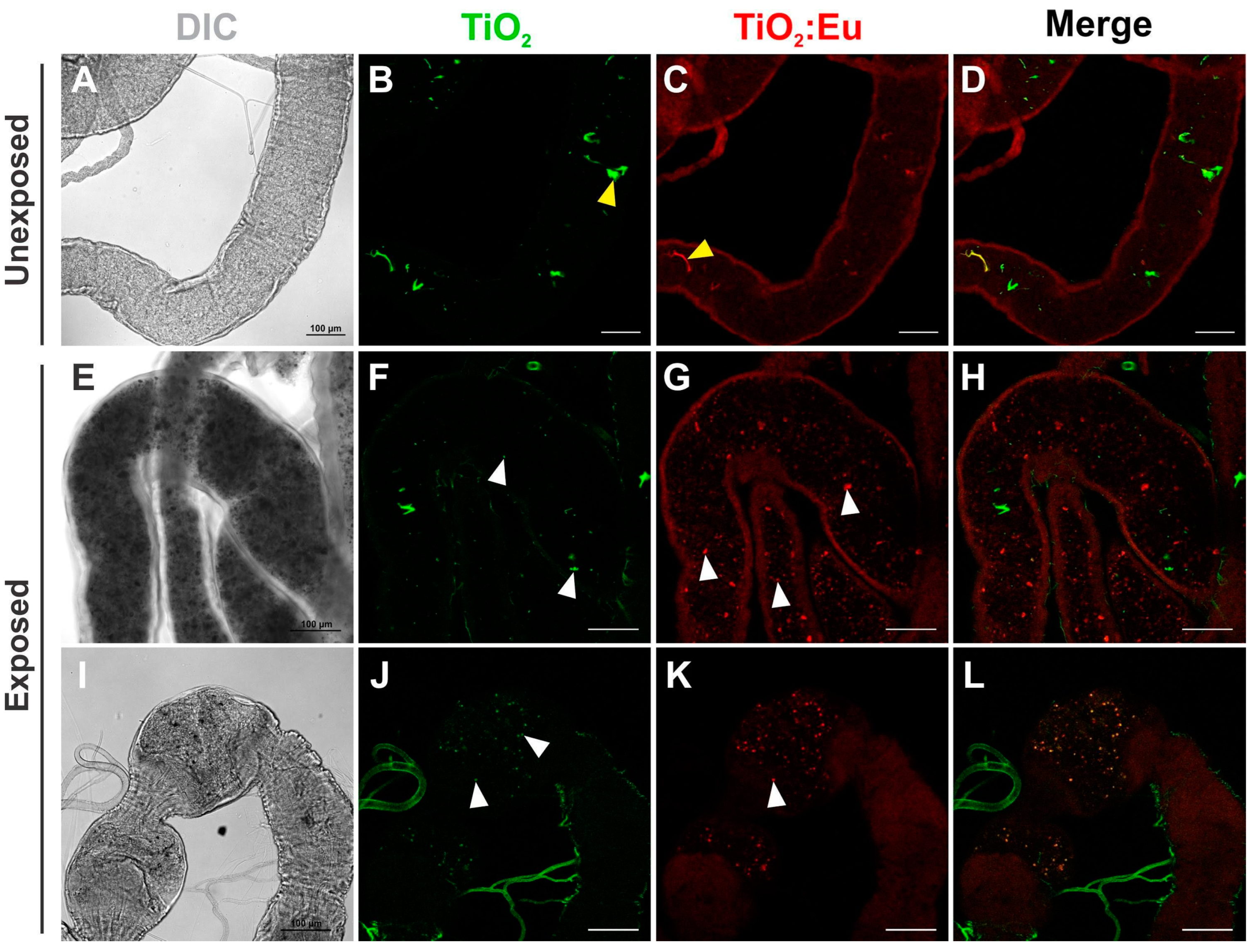 Chemosensors 11 00055 g003 Chemosensors 11 00055 g003