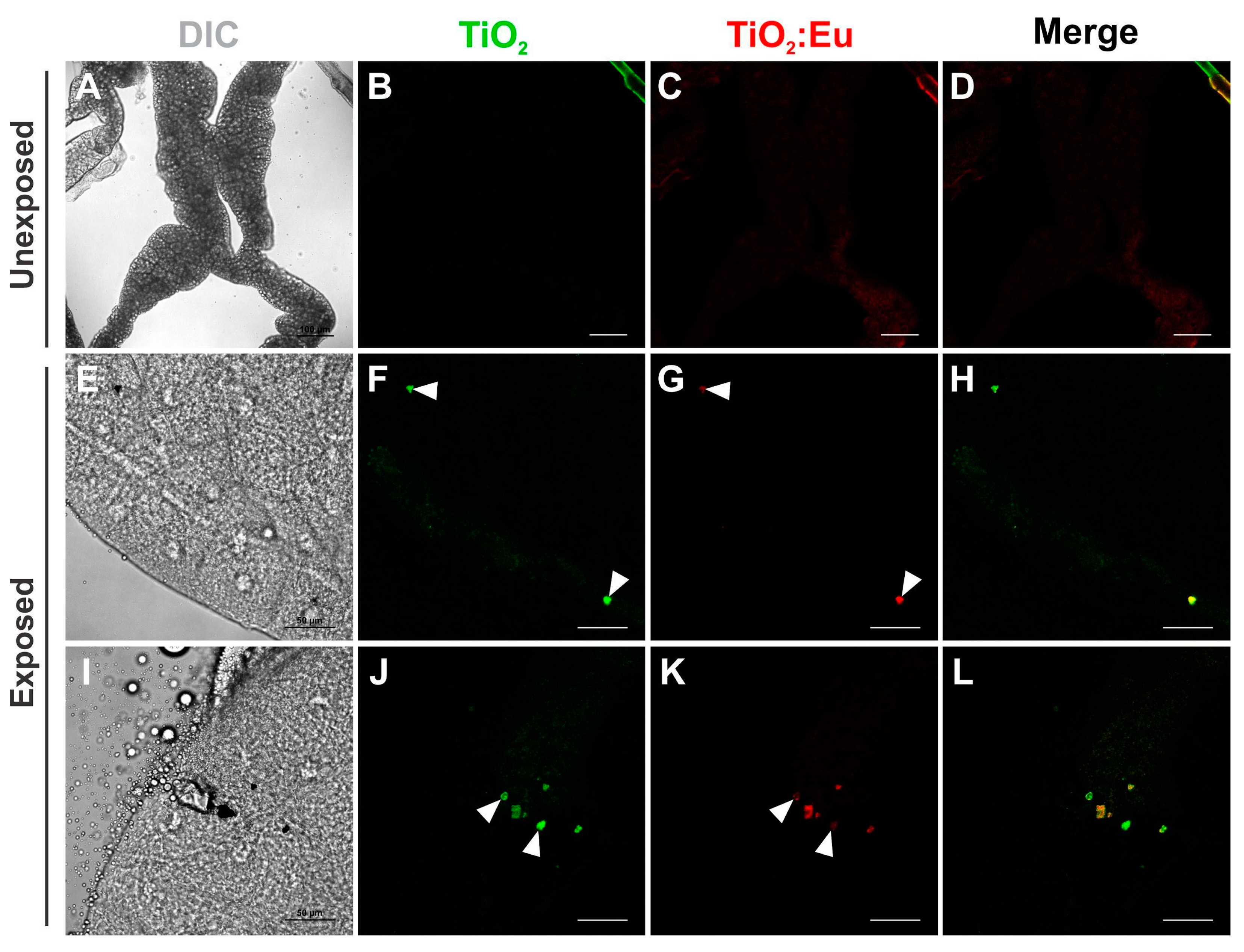 Chemosensors 11 00055 g004 Chemosensors 11 00055 g004