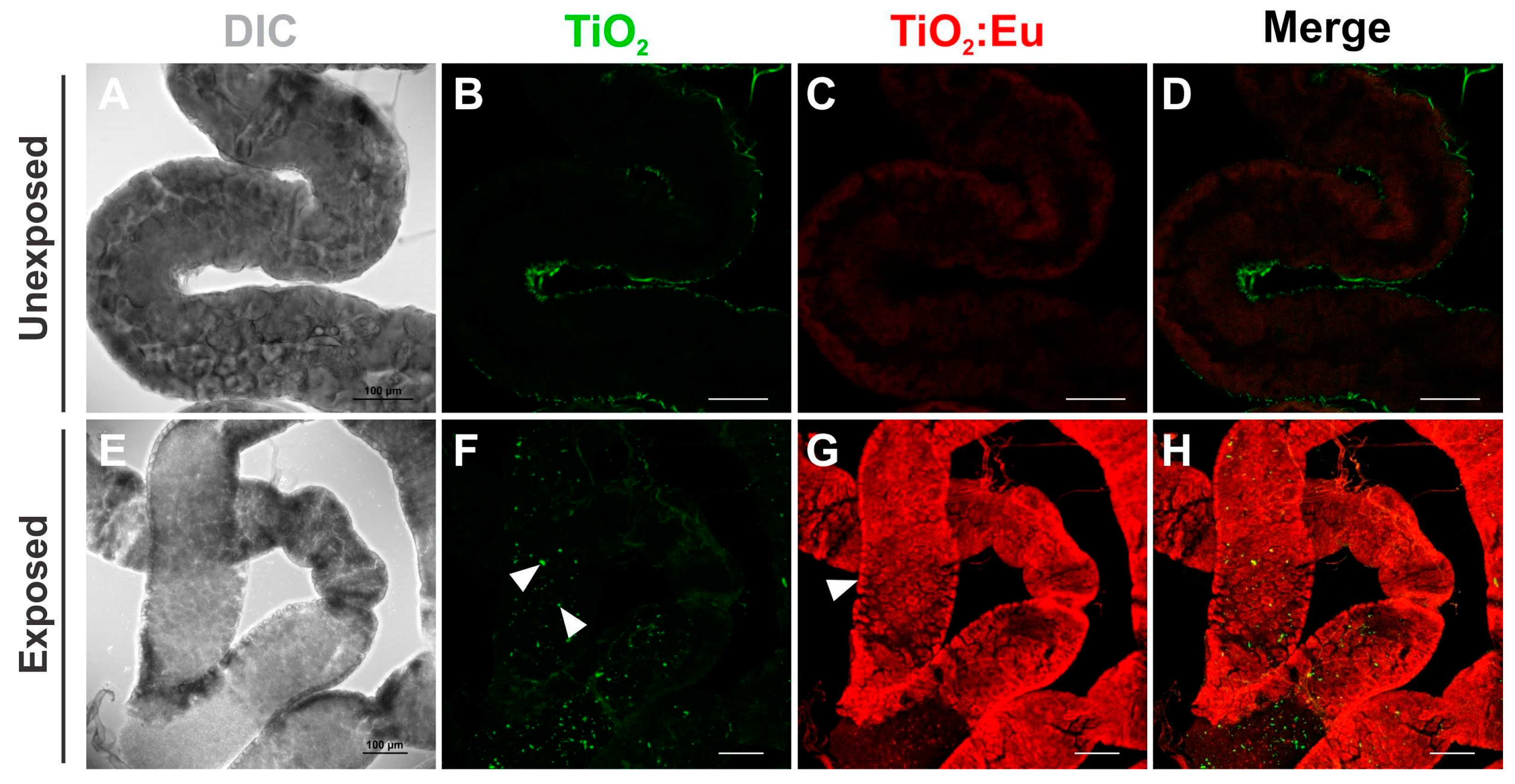 Chemosensors 11 00055 g005 Chemosensors 11 00055 g005