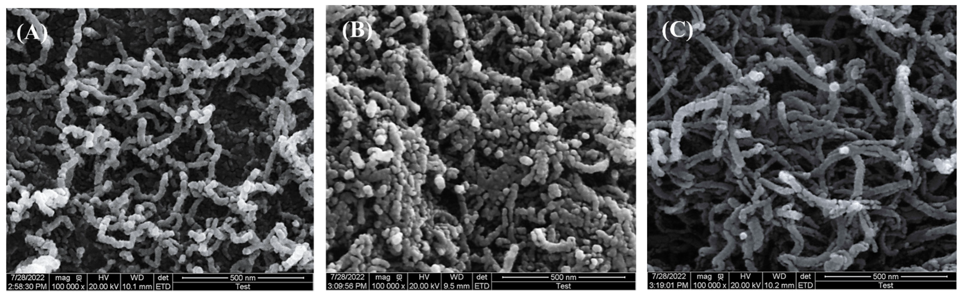 SEM photomicrographs of PCL NPs: (A) F3, HSA (scale bar = 10 μ m