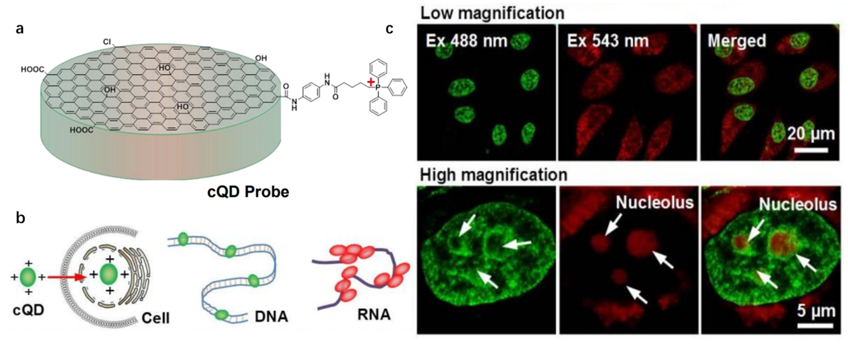 Chemosensors 11 00125 g011