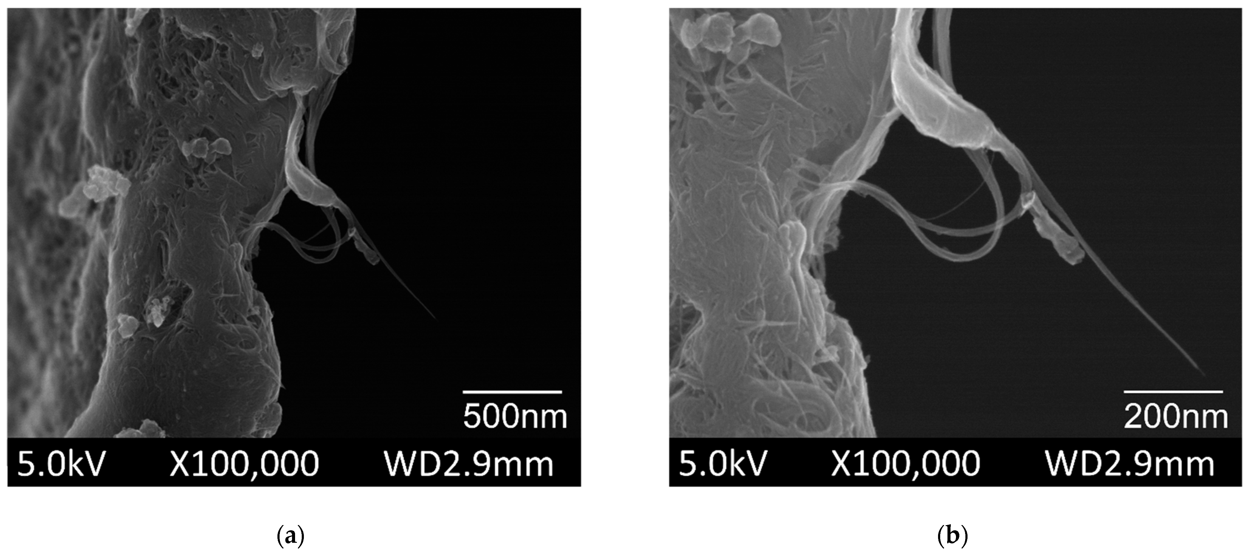 Chemosensors 11 00127 g003 Chemosensors 11 00127 g003