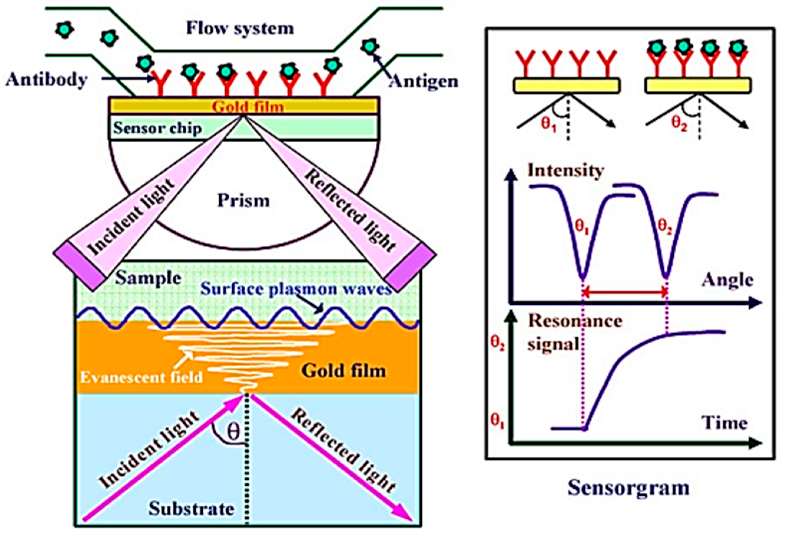 Chemosensors 11 00196 g011