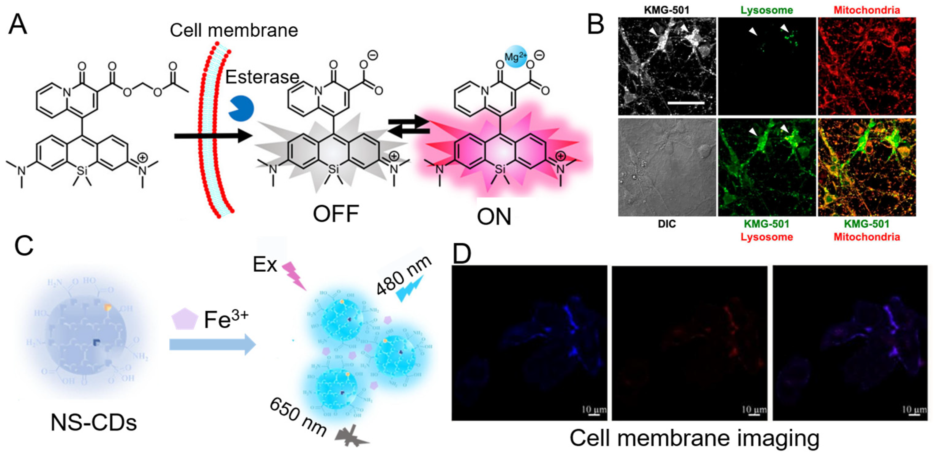 Chemosensors Free Full Text Fluorescent Sensors For Detecting And Imaging Metal Ions In