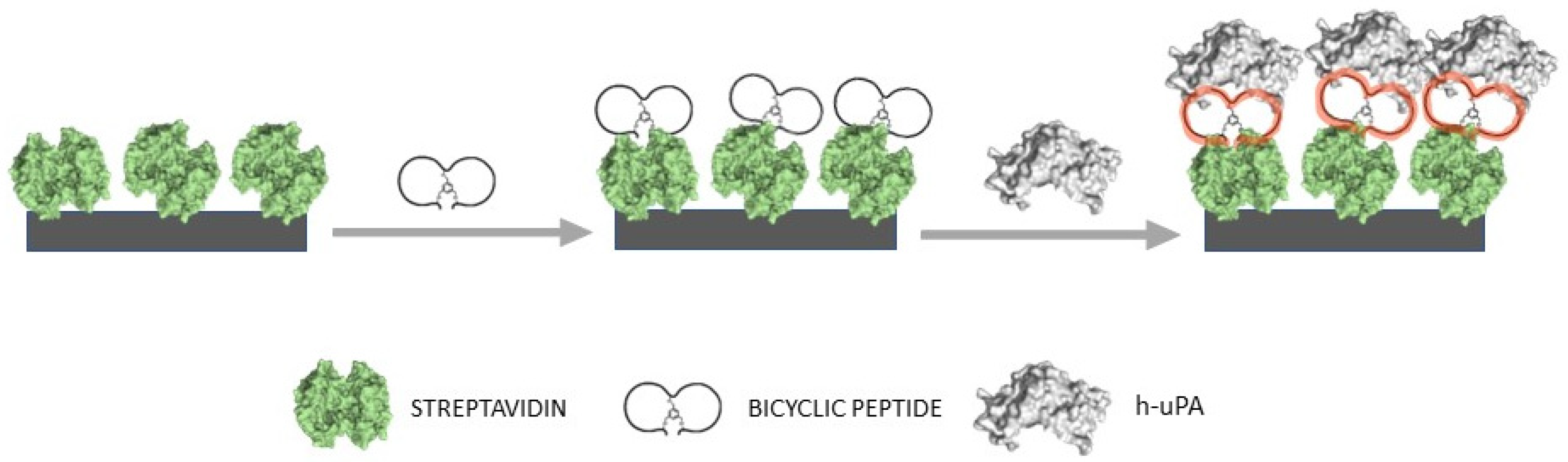Chemosensors 11 00234 g002