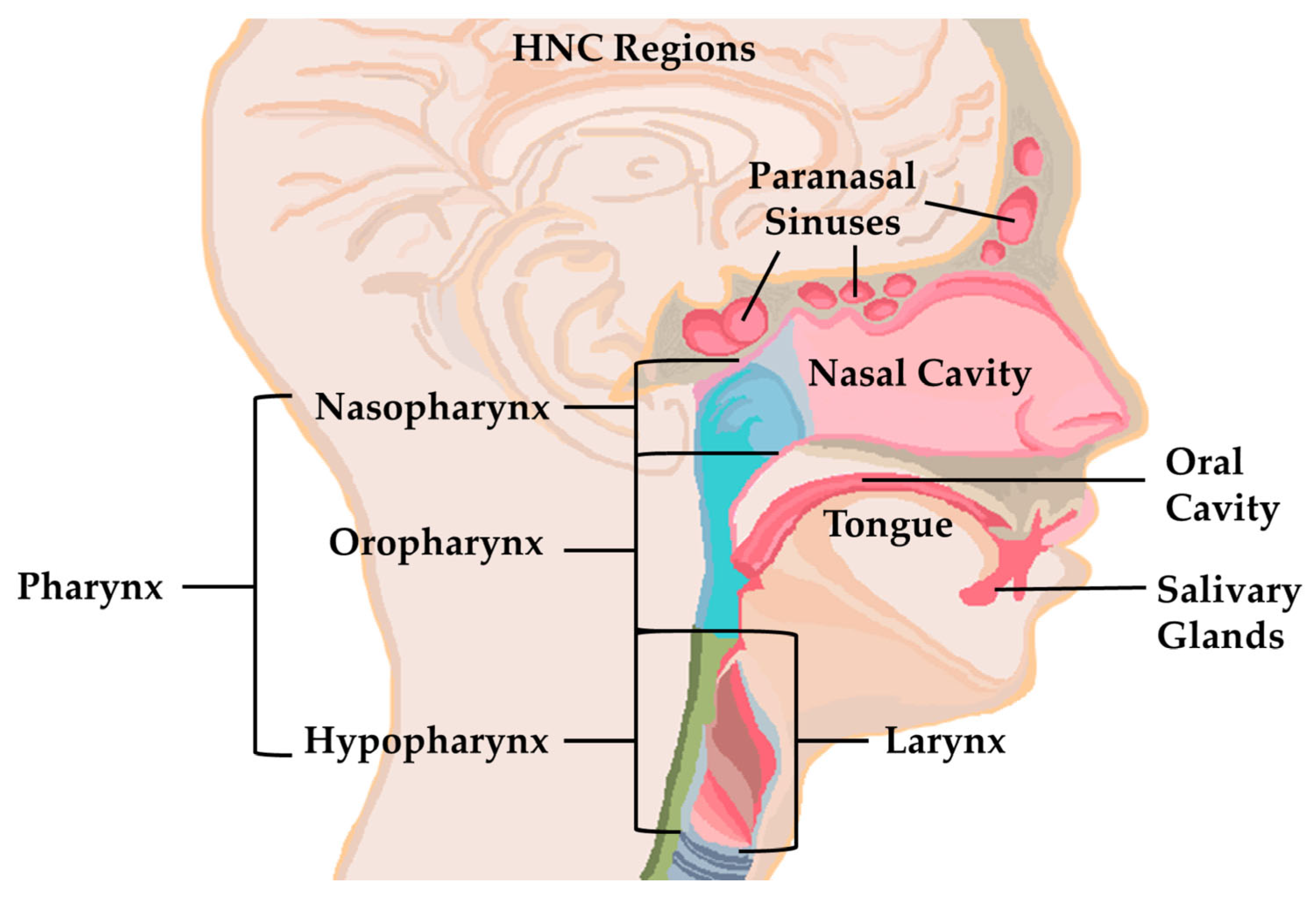 Chemosensors 11 00317 g006