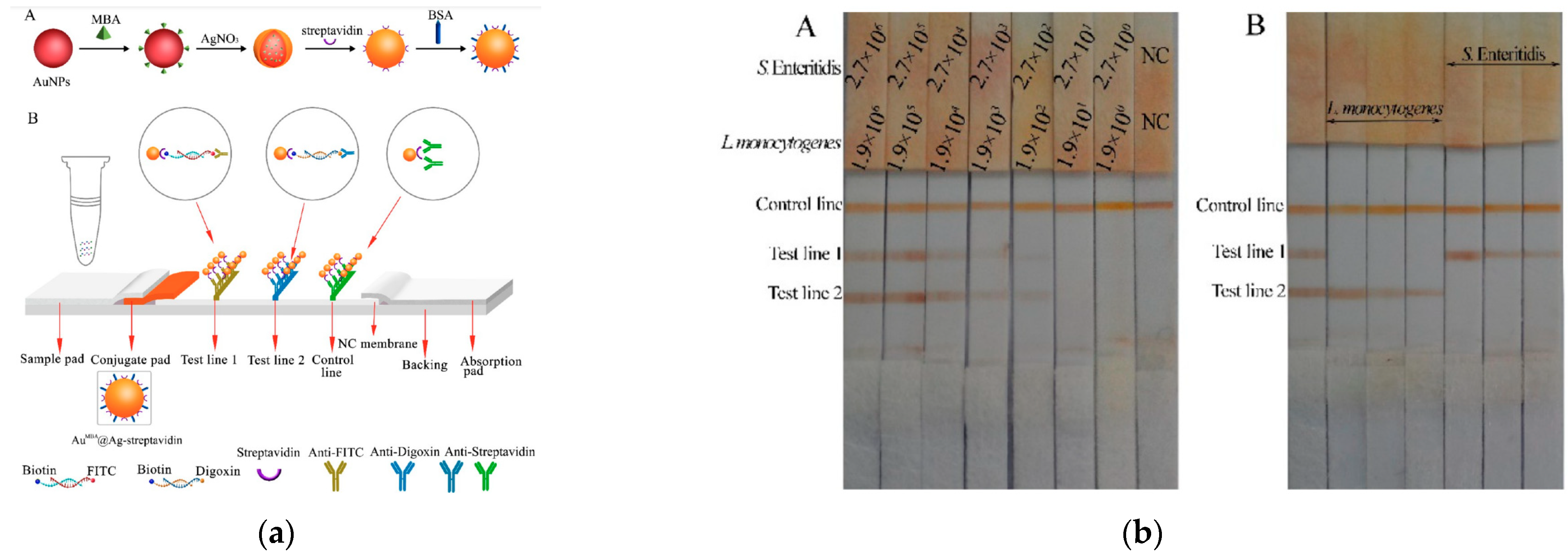 Chemosensors Free Full Text Optical Immunosensors For Bacteria