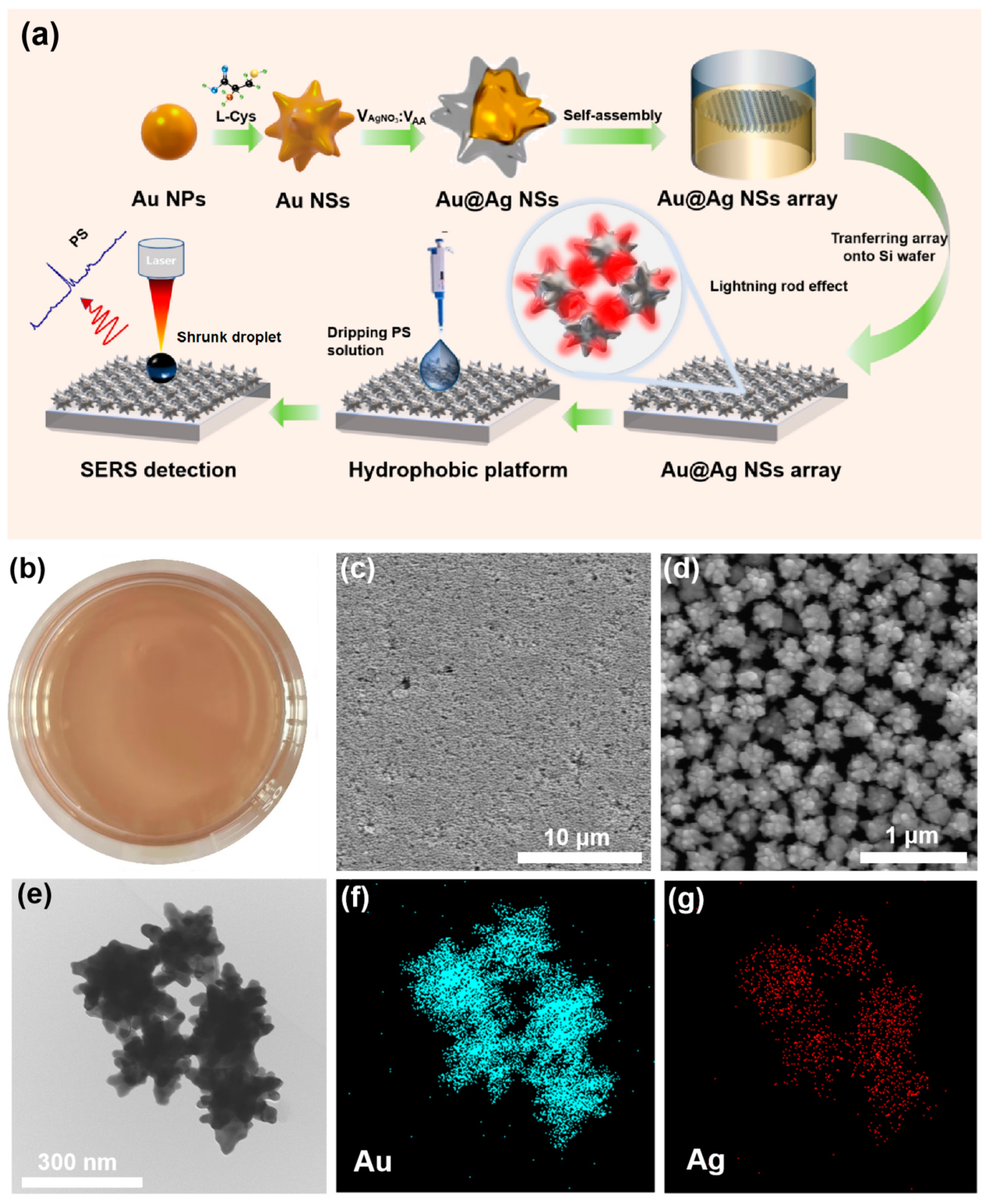 Chemosensors | Free Full-Text | Engineering Branched Au@Ag Nanostar  Plasmonic Array for Coupling Electromagnetic Enhancement and SERS Trace  Detection of Polystyrene in Aquatic Environments