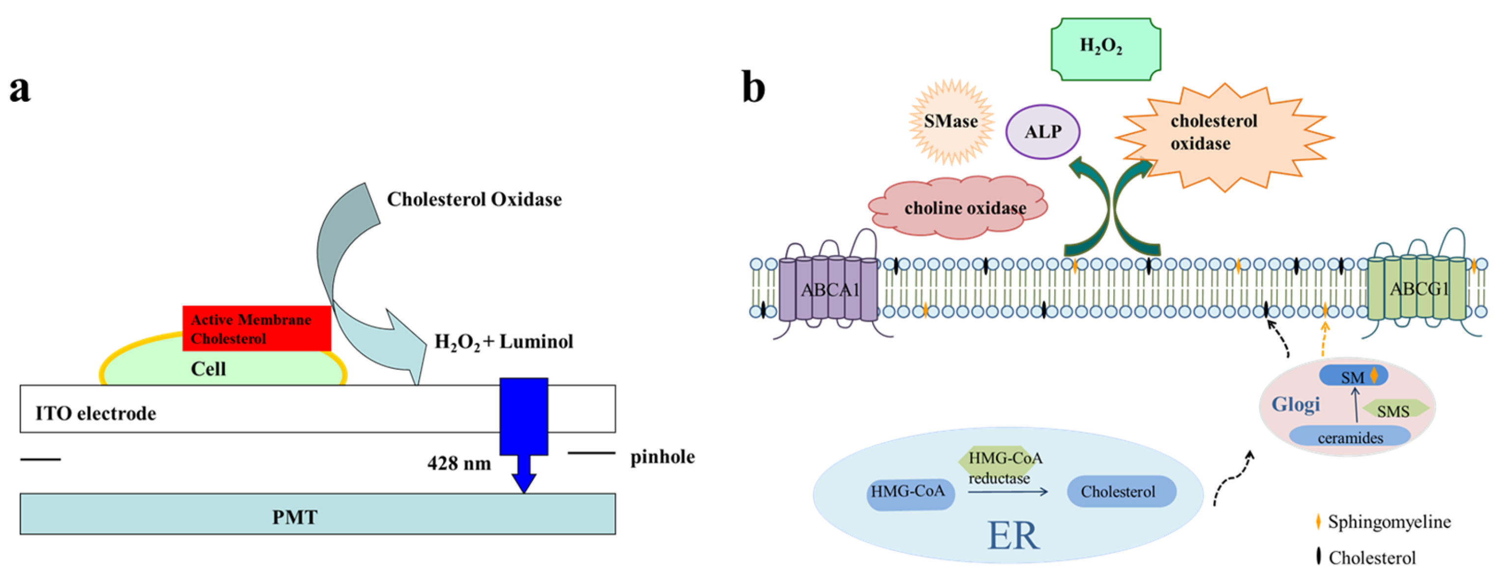 Chemosensors 11 00538 g001