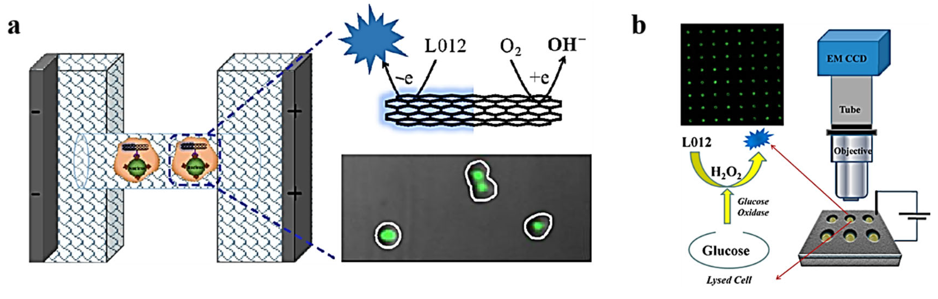 Chemosensors 11 00538 g004