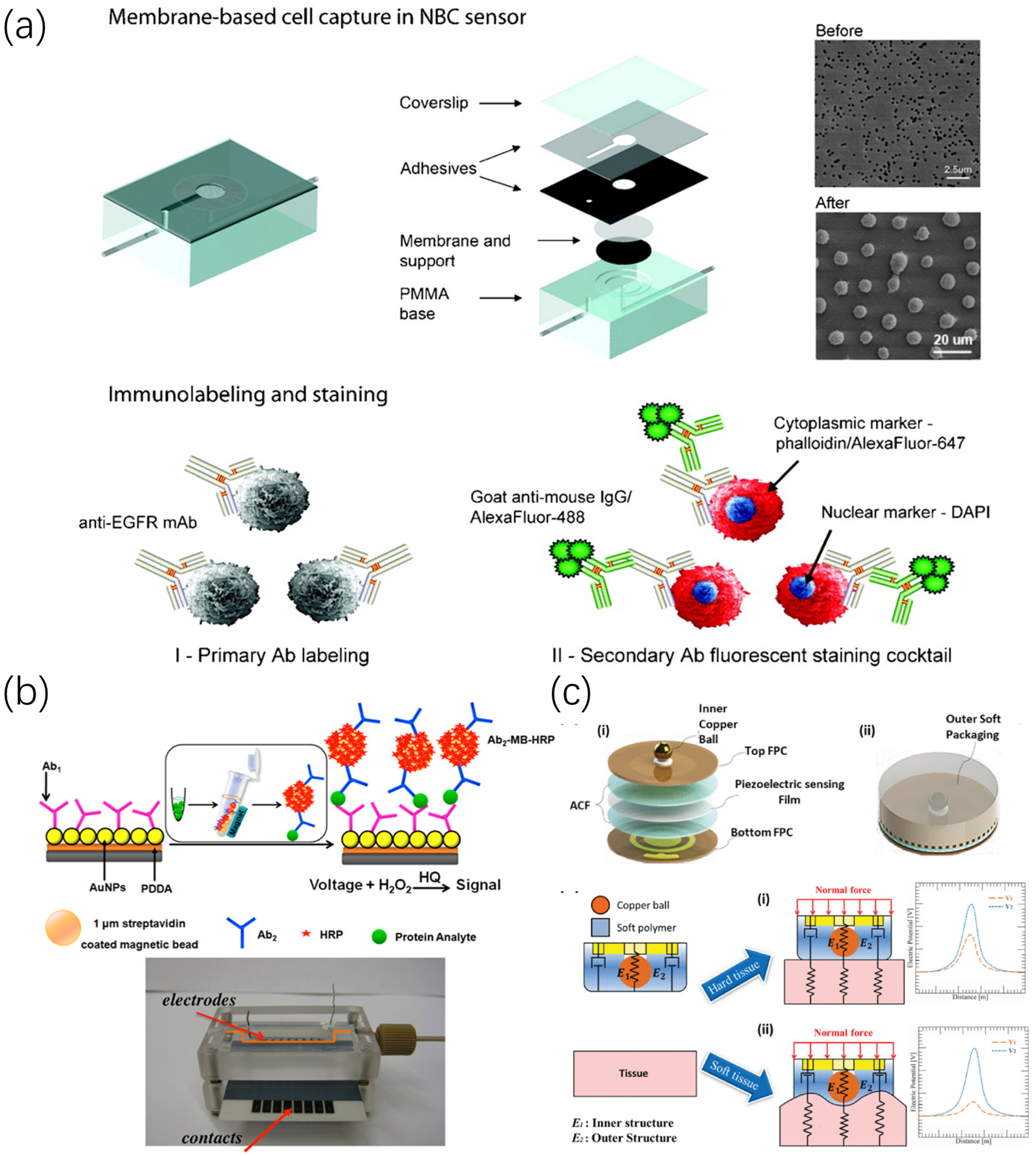 Chemosensors 12 00057 g001