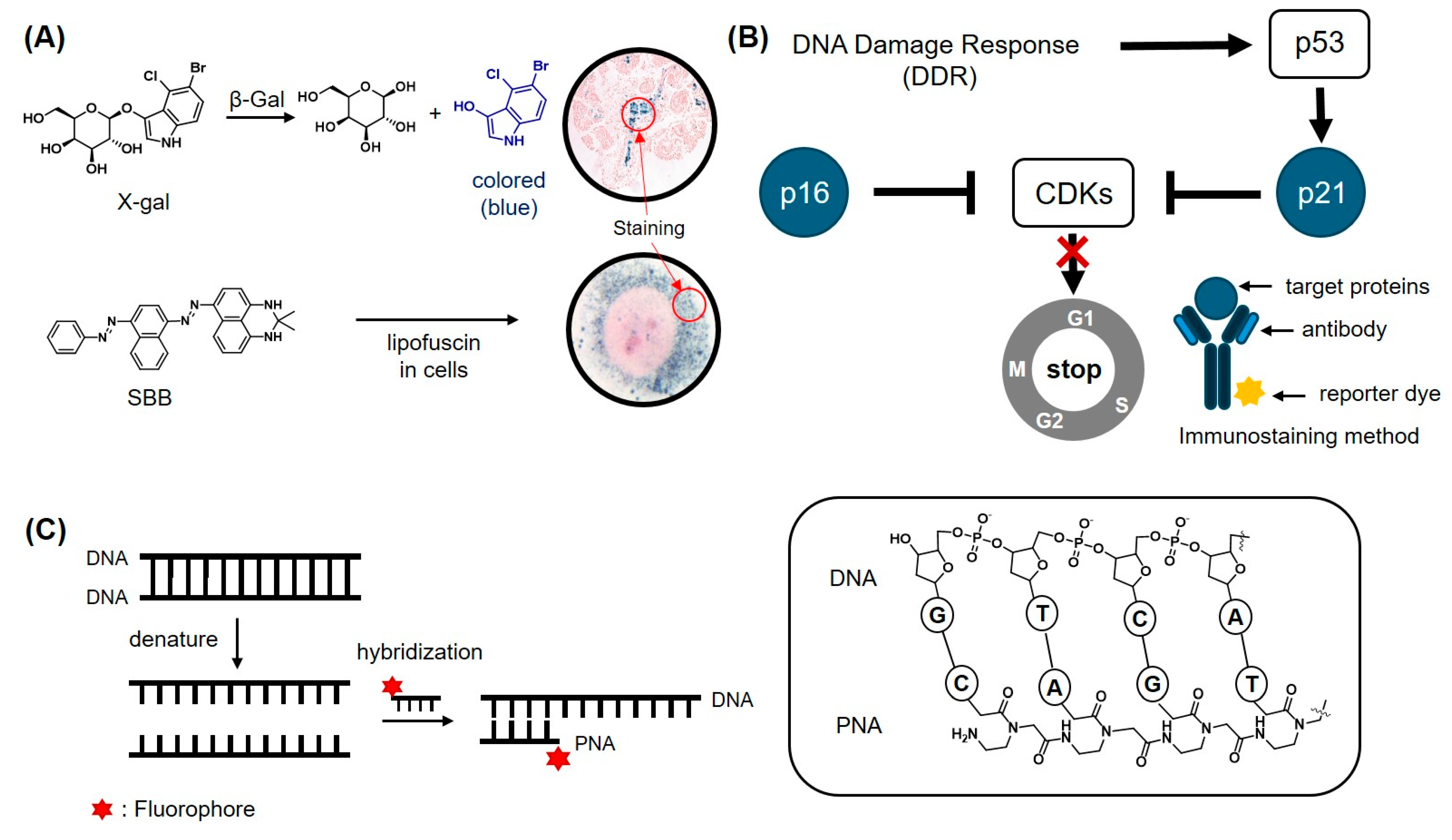 Chemosensors 12 00141 g002