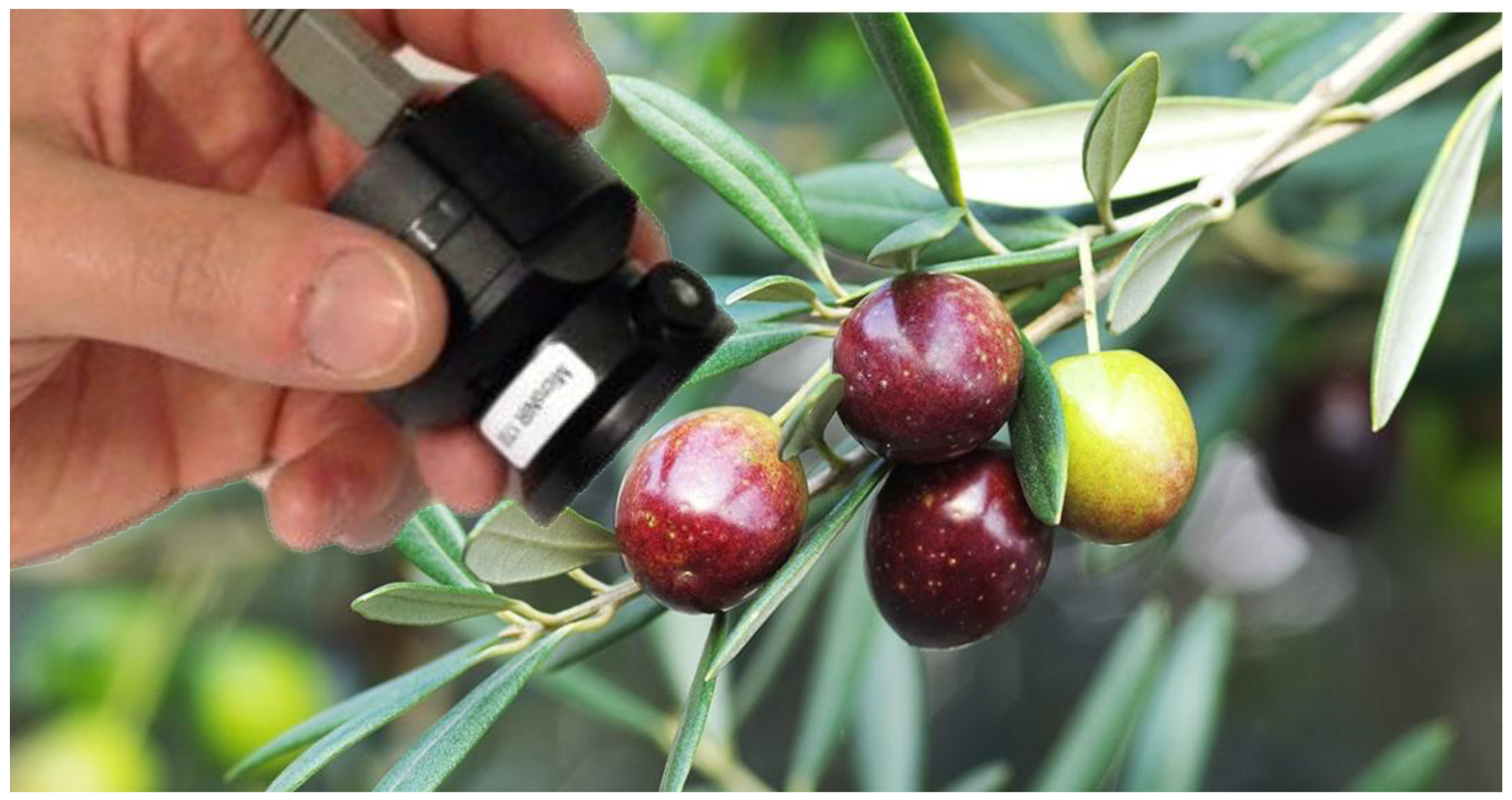 Chemosensors 12 00182 g001