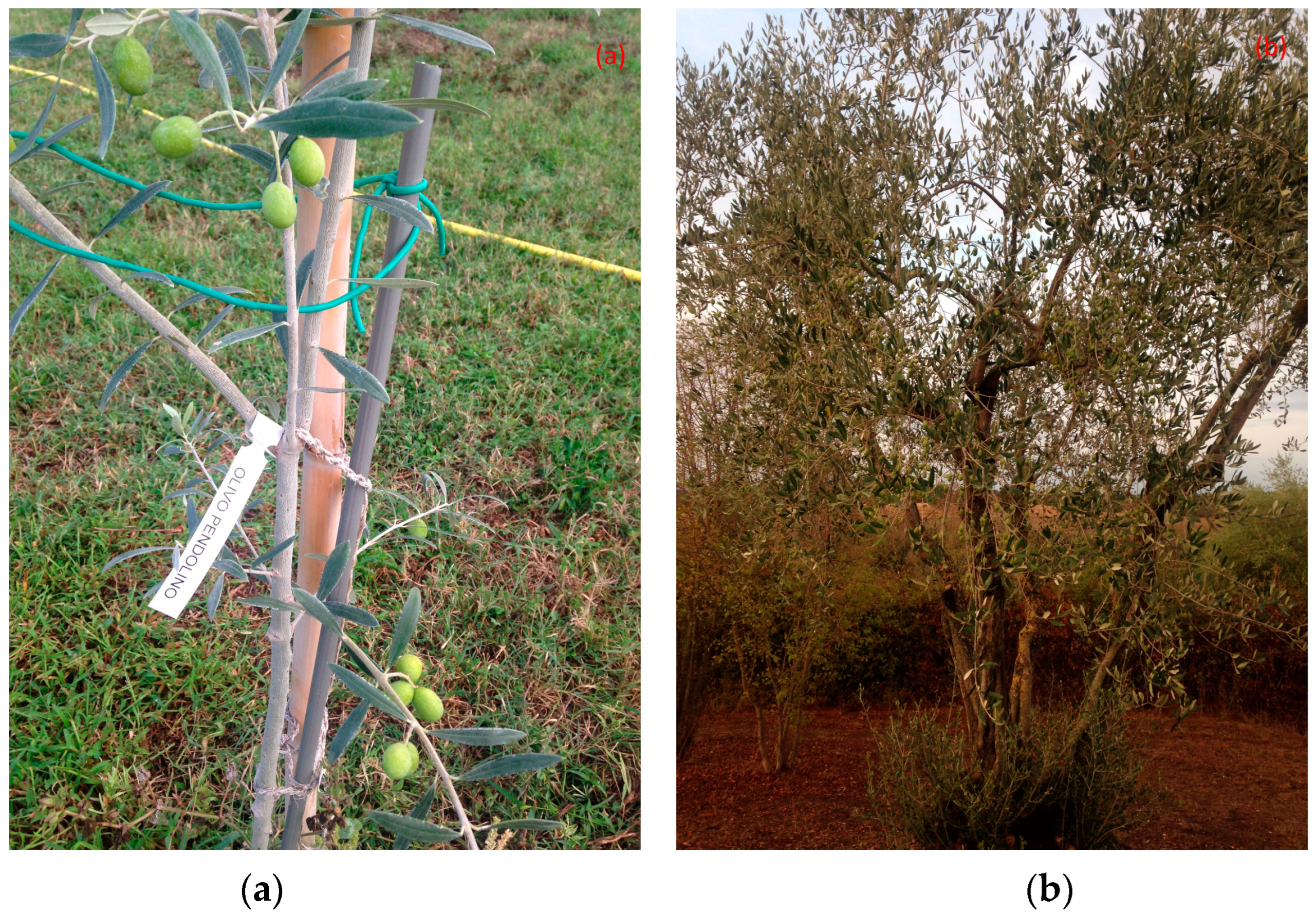 Chemosensors 12 00182 g002