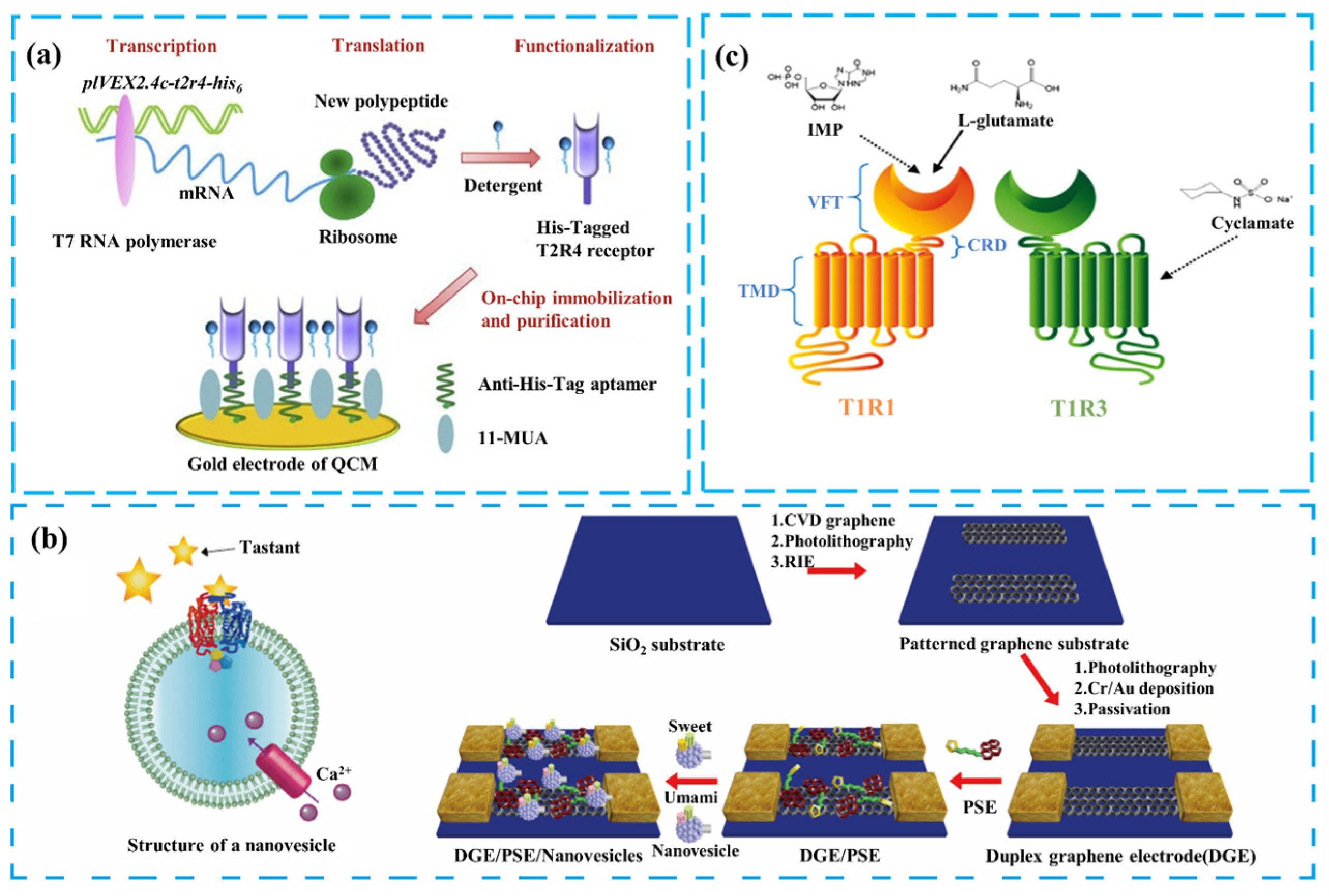 Chemosensors 12 00189 g003