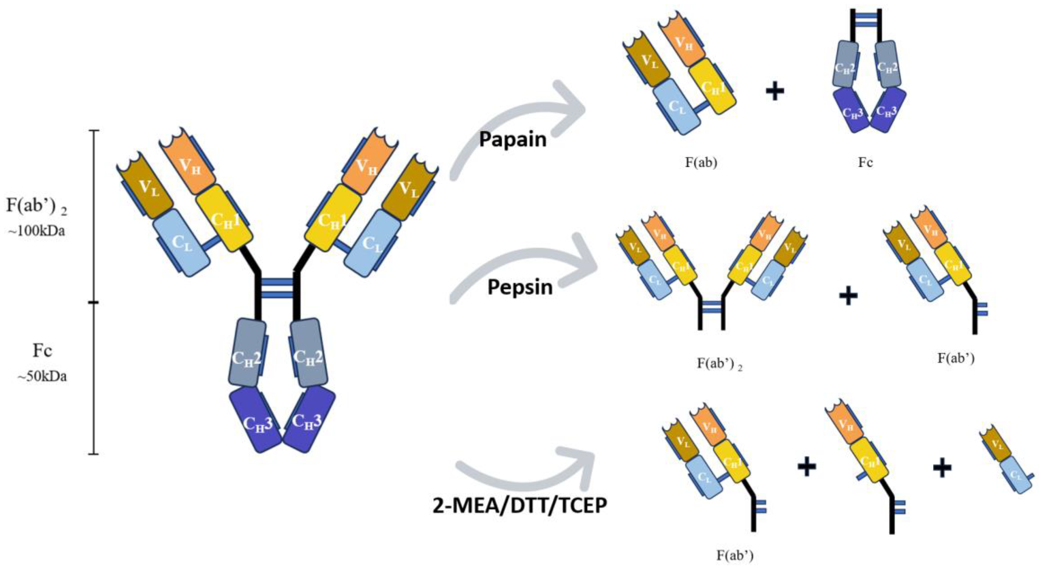 Chemosensors 13 00050 g001