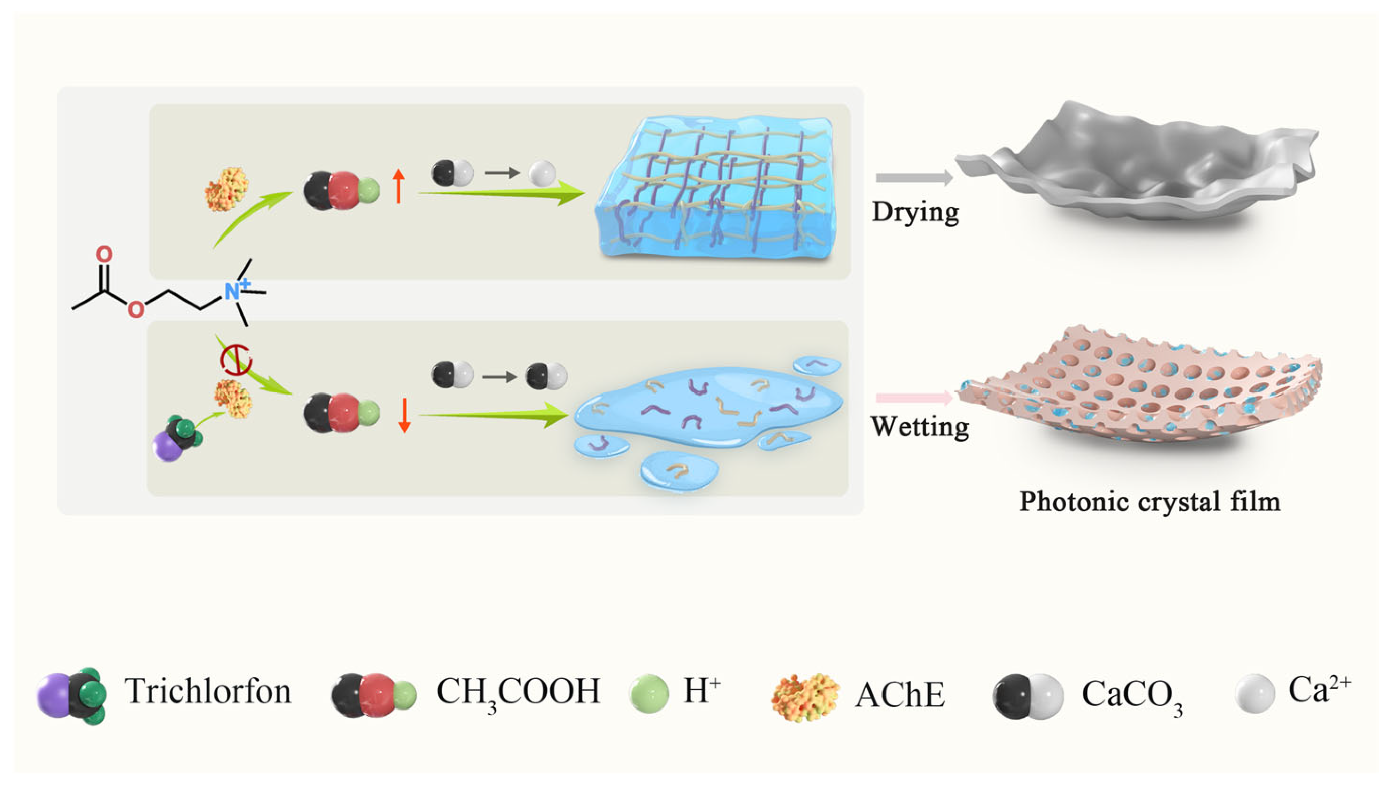 Chemosensors 13 00306 sch001 Chemosensors 13 00306 sch001