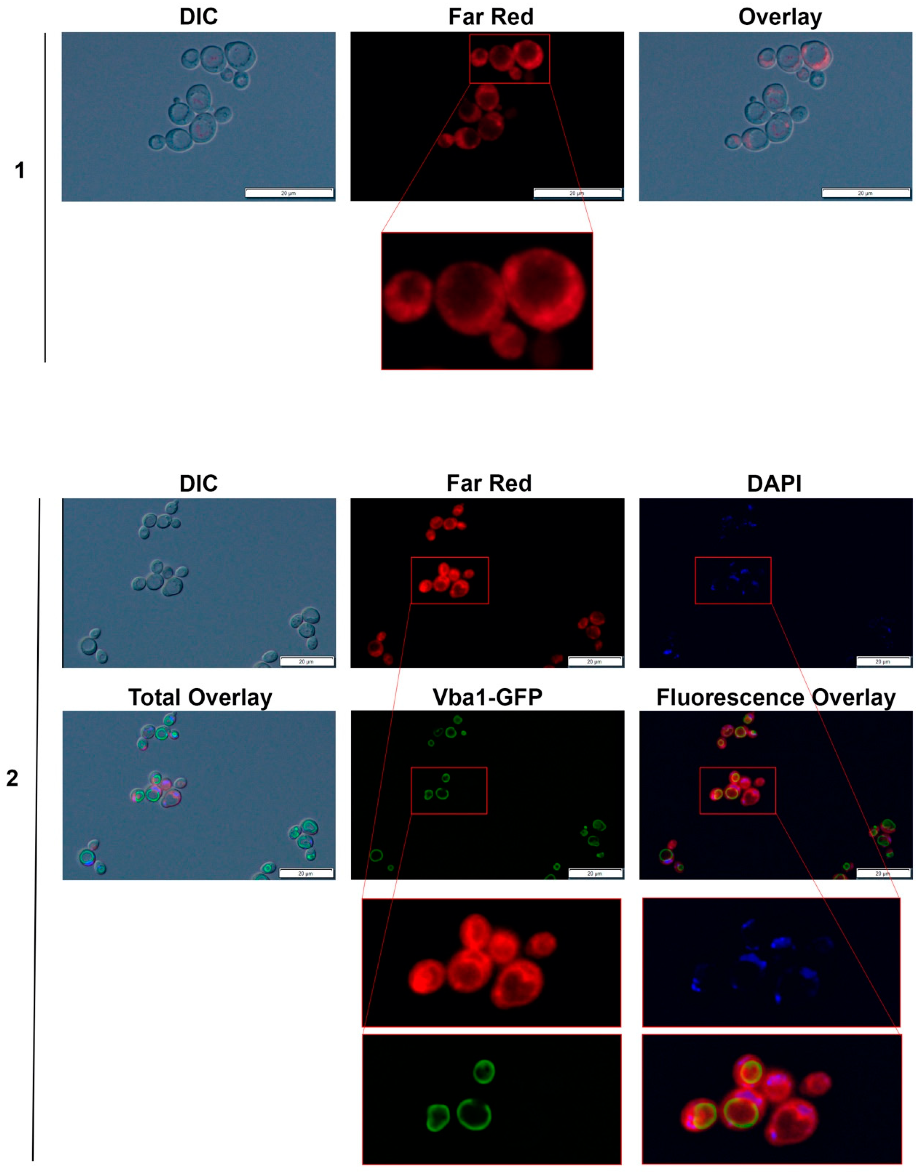 Chemproc 03 00063 g004