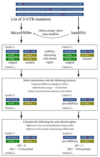 Cimb Free Full Text Evaluating The Effect Of 3 Utr Variants In Dicer1 And Drosha On Their Tissue Specific Expression By Mirna Target Prediction Html