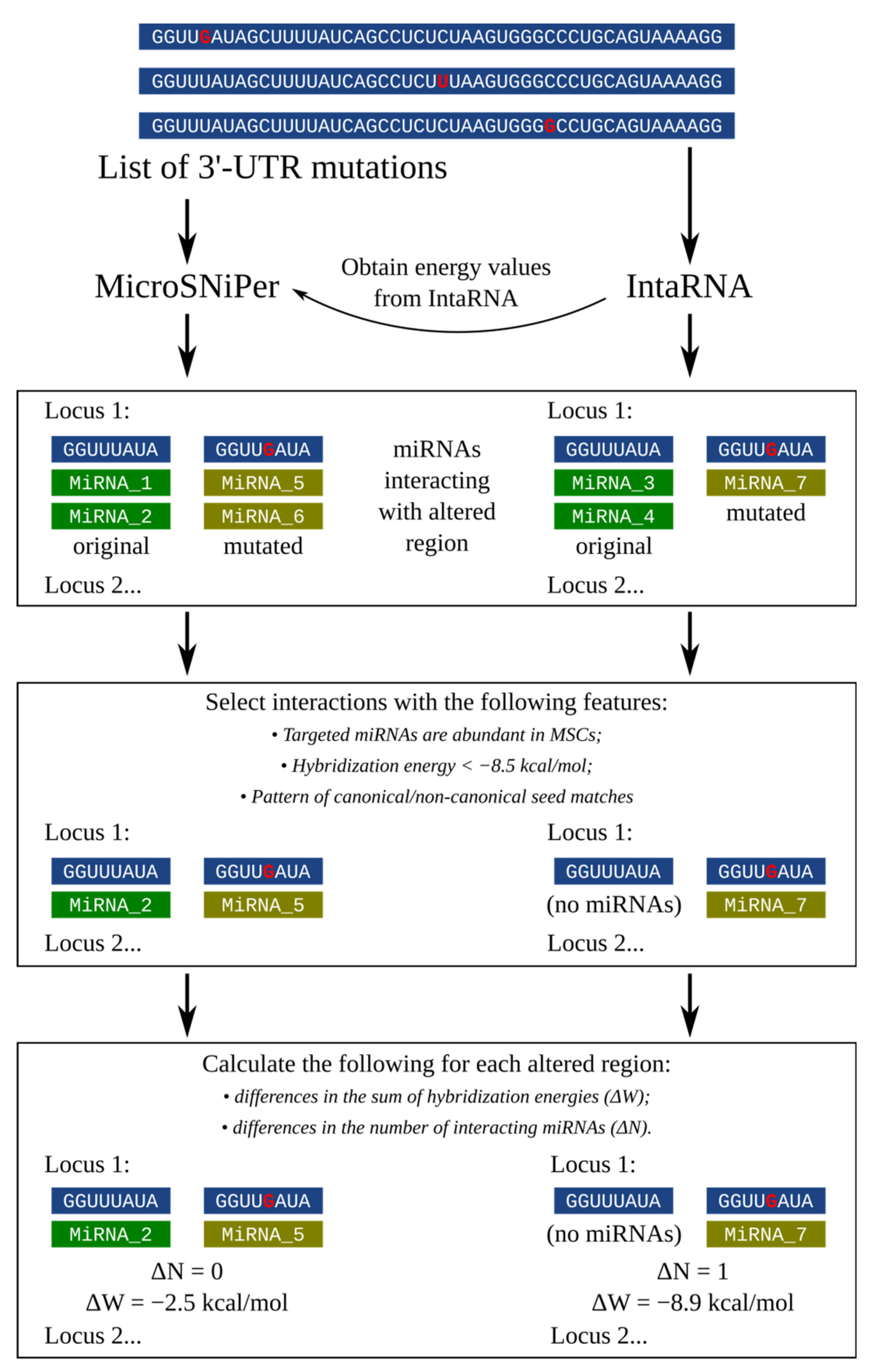 Cimb Free Full Text Evaluating The Effect Of 3 Utr Variants In Dicer1 And Drosha On Their Tissue Specific Expression By Mirna Target Prediction Html