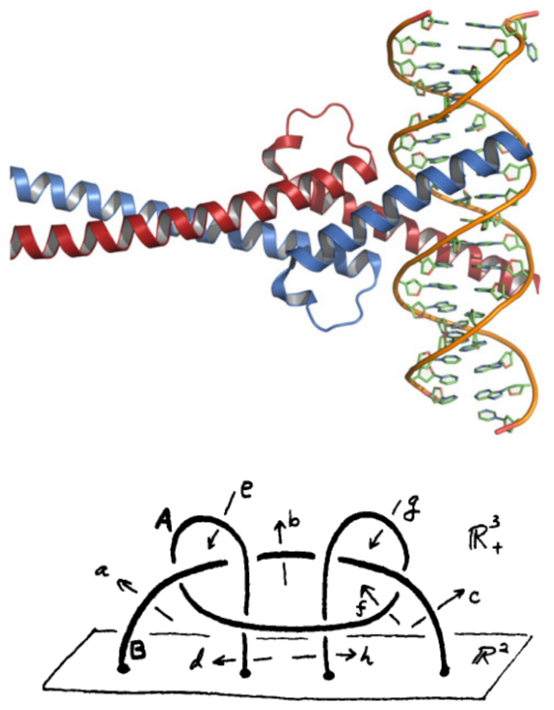 CIMB | Free Full-Text | Group Theory of Syntactical Freedom in DNA ...