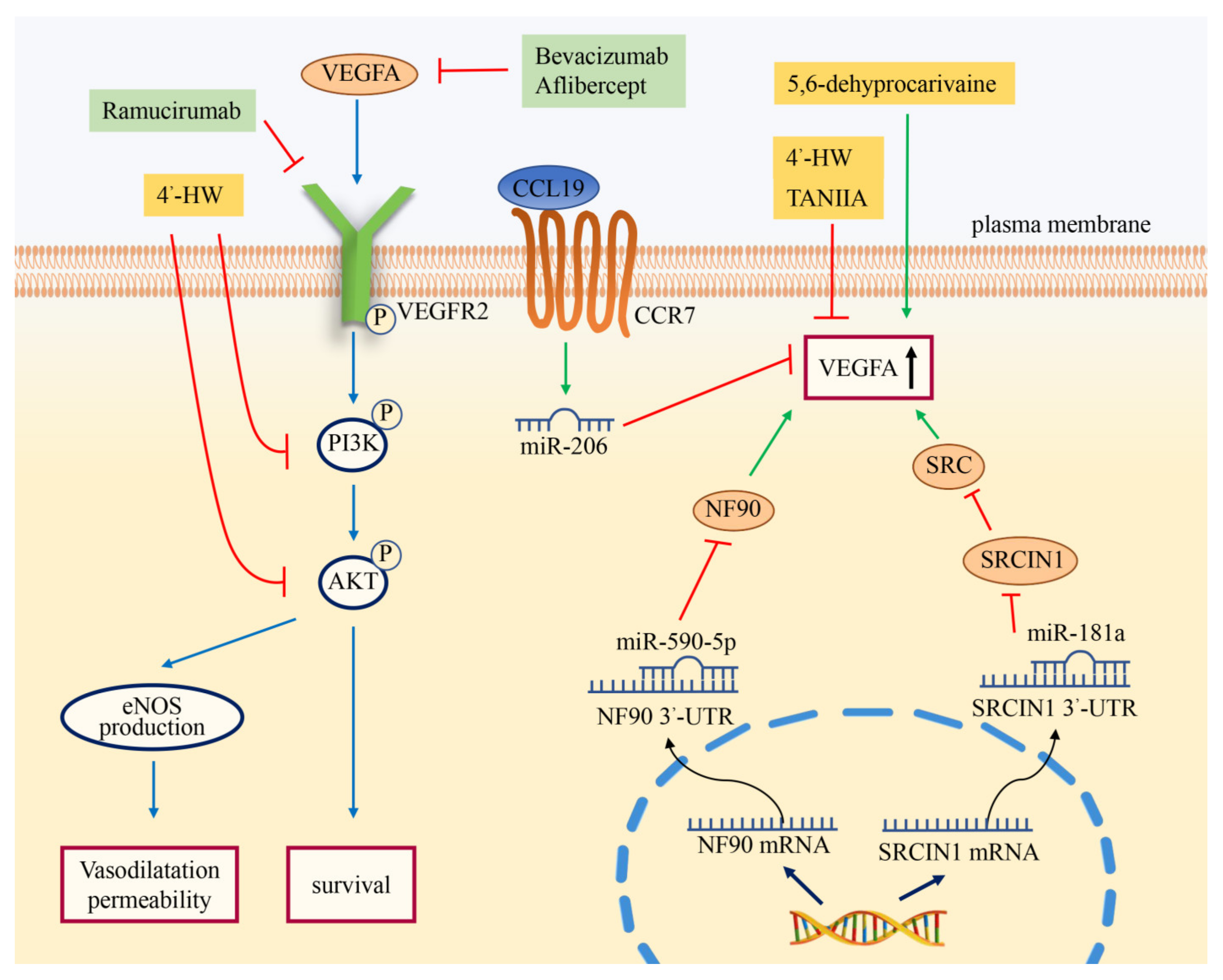 CIMB | Free Full-Text | Classical Angiogenic Signaling Pathways