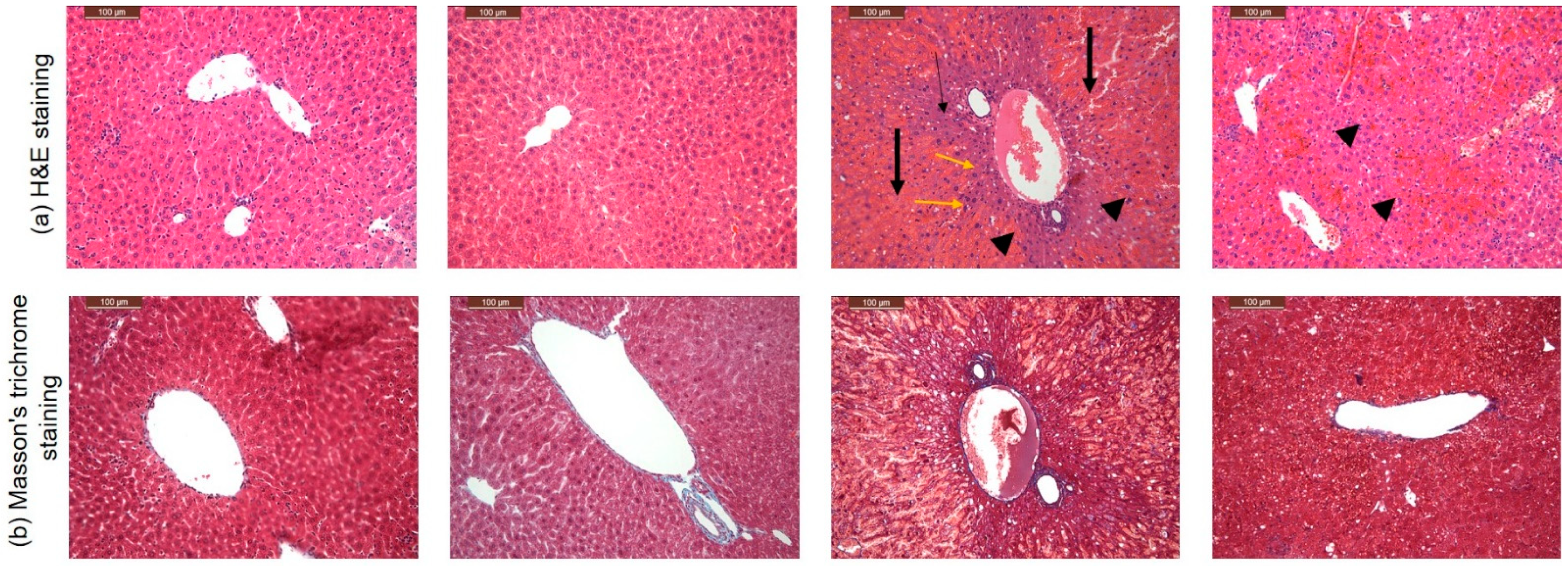 Cimb 44 00365 g003 Cimb 44 00365 g003