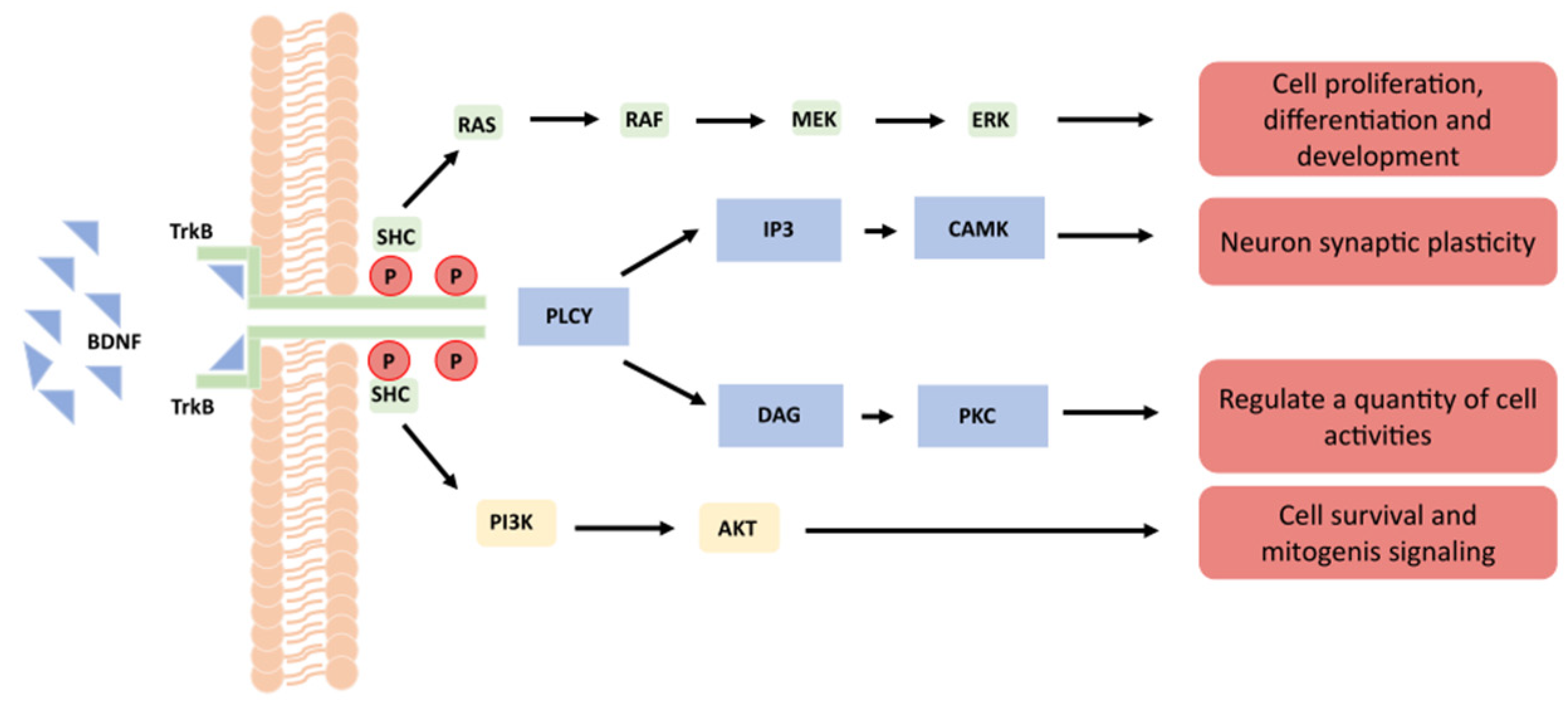 CIMB Free Full Text The Function of BDNF and Its Receptor in