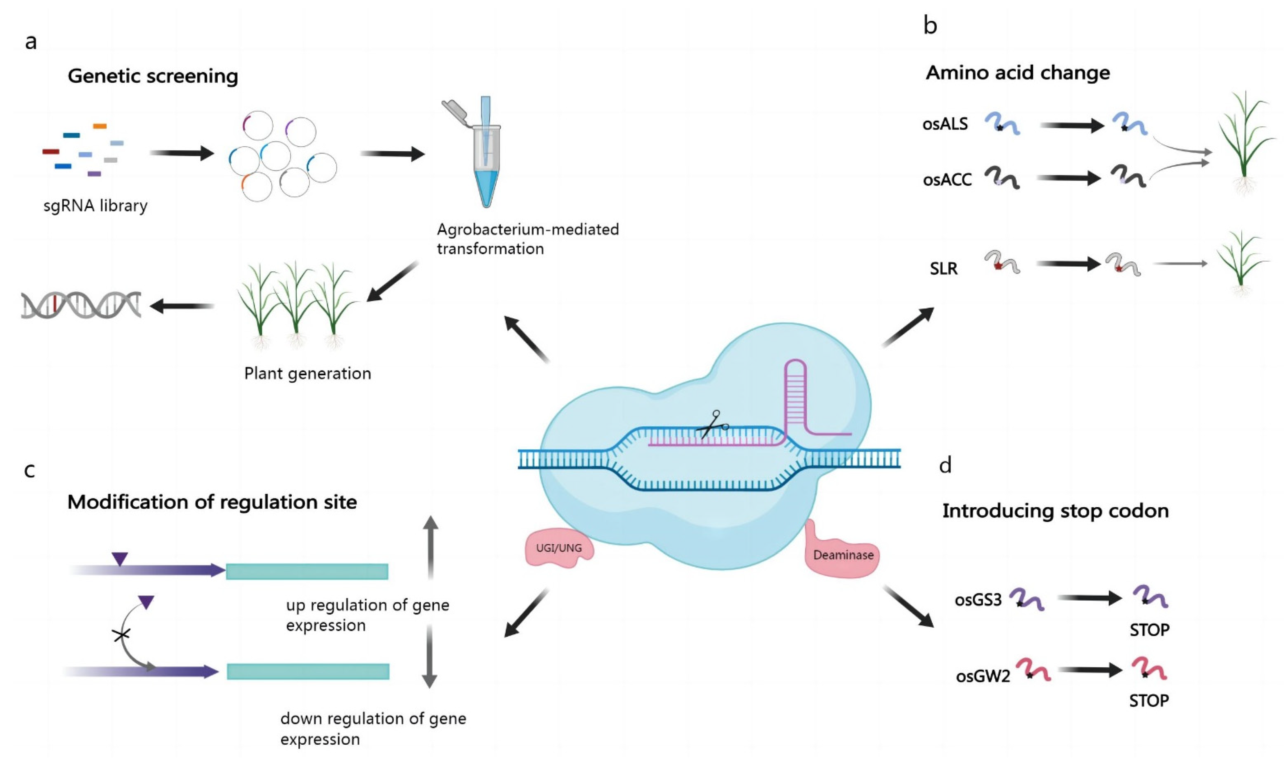 Base editing: advances and therapeutic opportunities