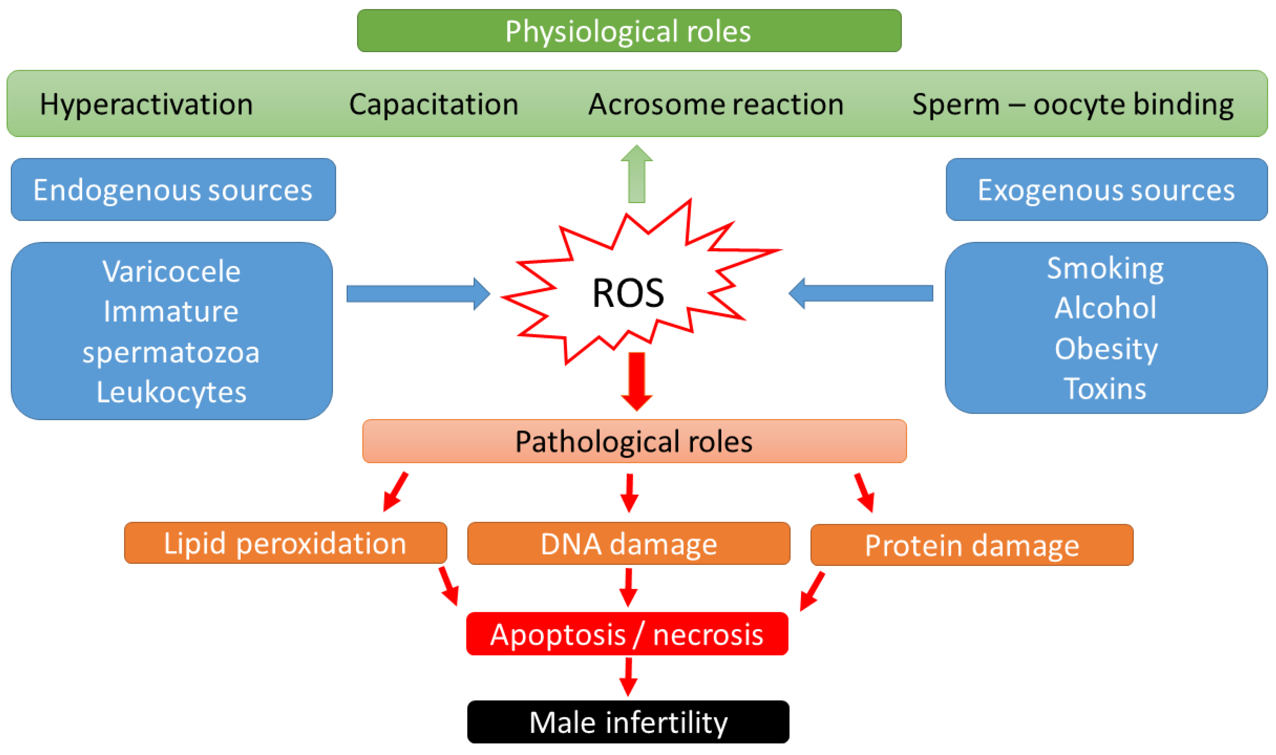 Insight into oxidative stress in varicocele-associated male infertility:  part 1