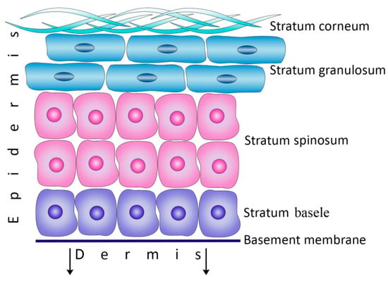 File:501 Structure of the skin.jpg - Wikimedia Commons