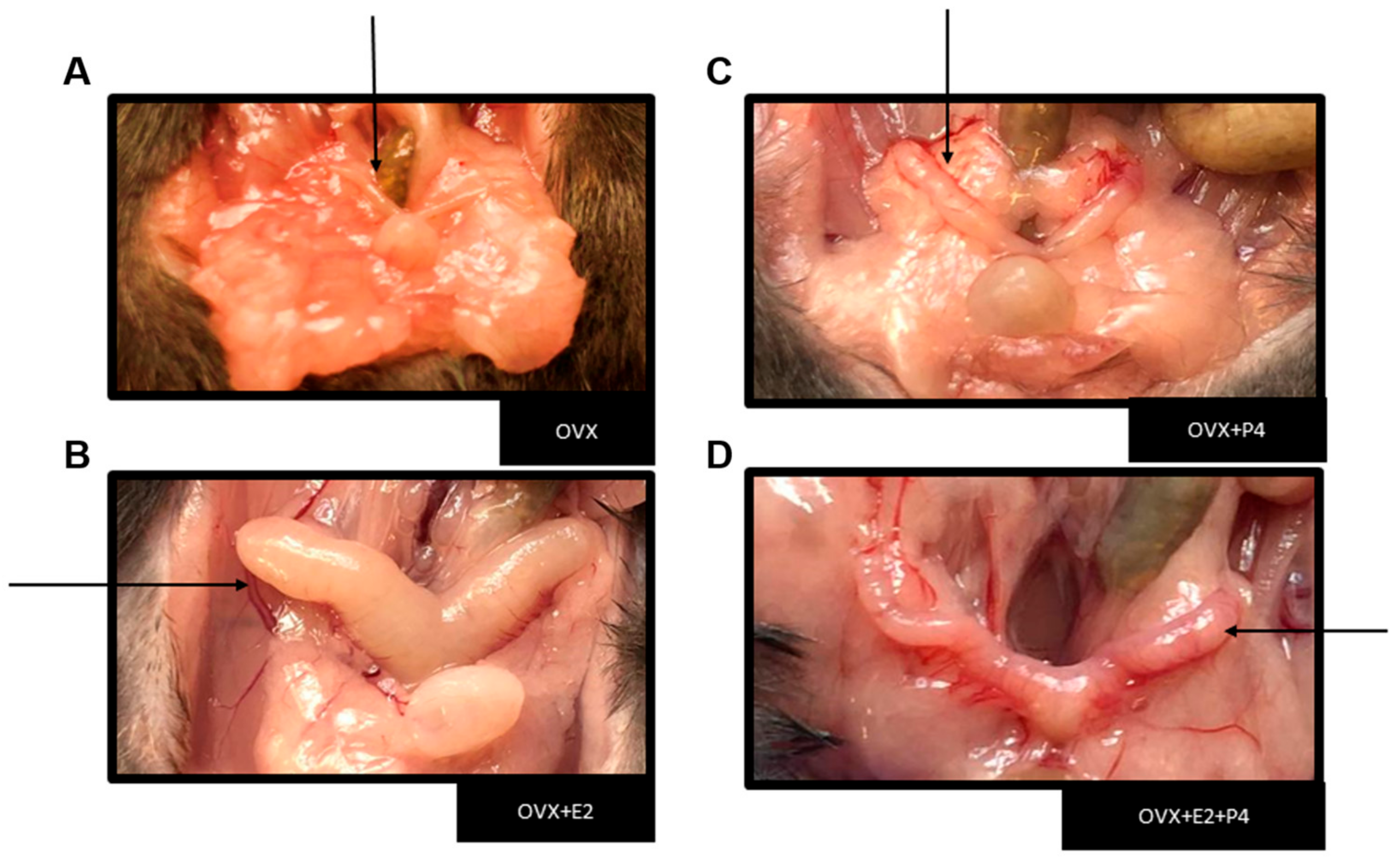 Cimb 45 00253 g001 Cimb 45 00253 g001