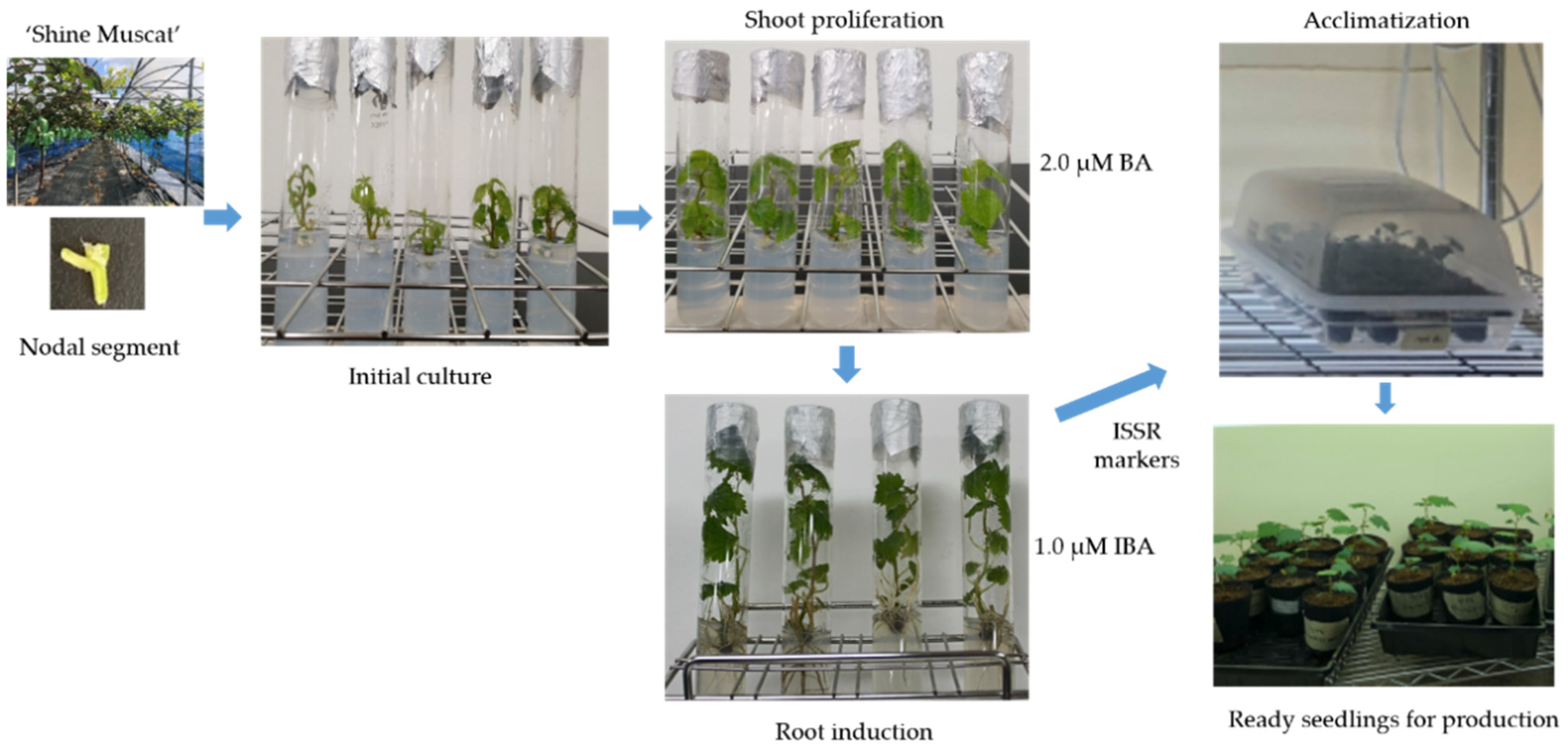 CIMB | Free Full-Text | Optimization of Plant Growth Regulators