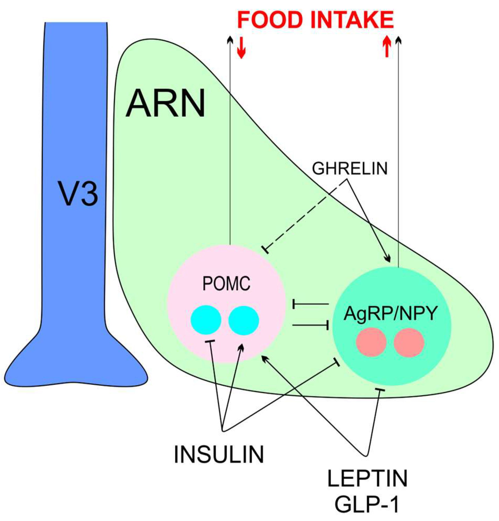 Role of hypothalamic tanycytes in nutrient sensing and energy balance, Proceedings of the Nutrition Society