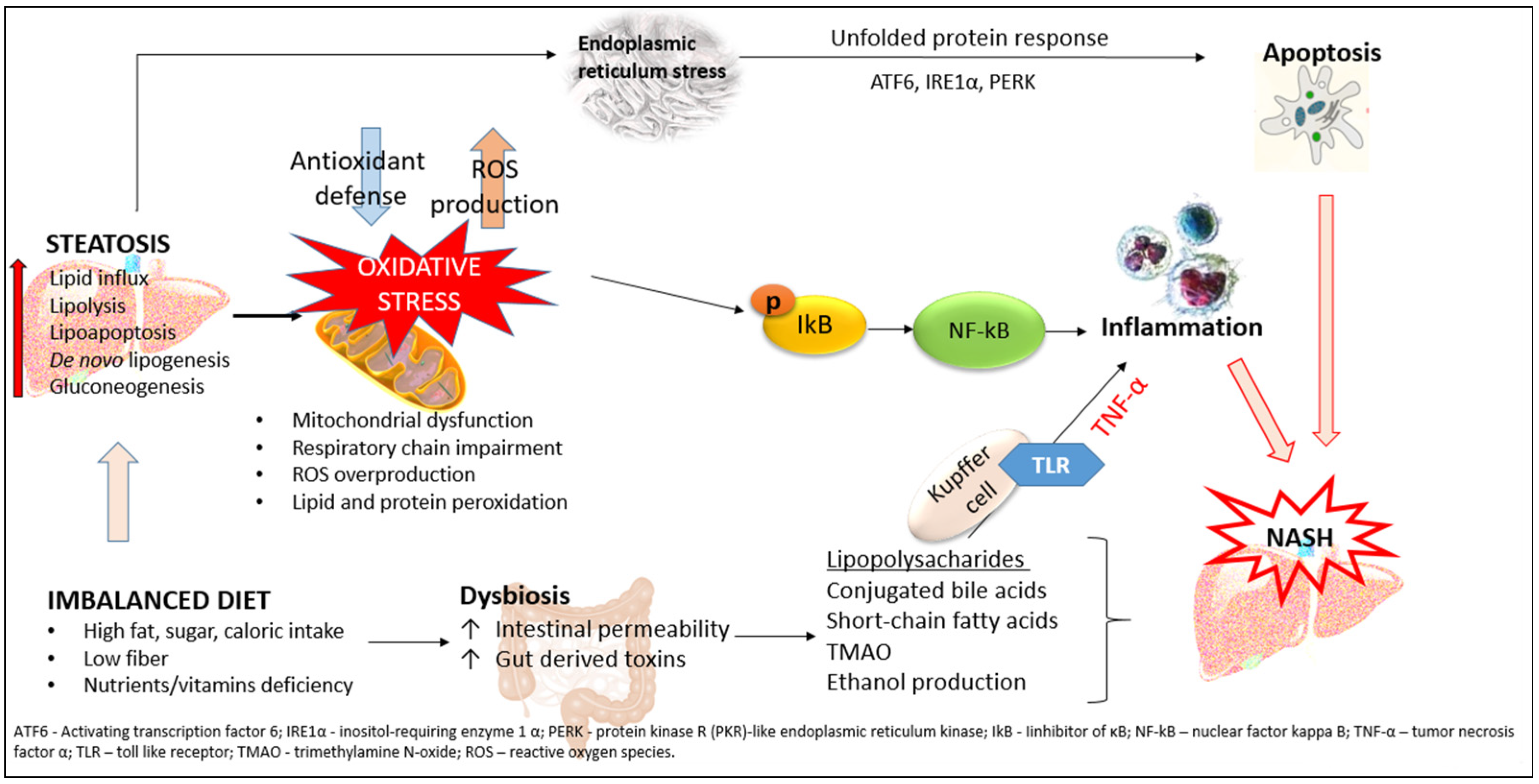 CIMB | Free Full-Text | The Interconnection between Hepatic Insulin  Resistance and Metabolic Dysfunction-Associated Steatotic Liver  Disease&mdash;The Transition from an Adipocentric to Liver-Centric Approach