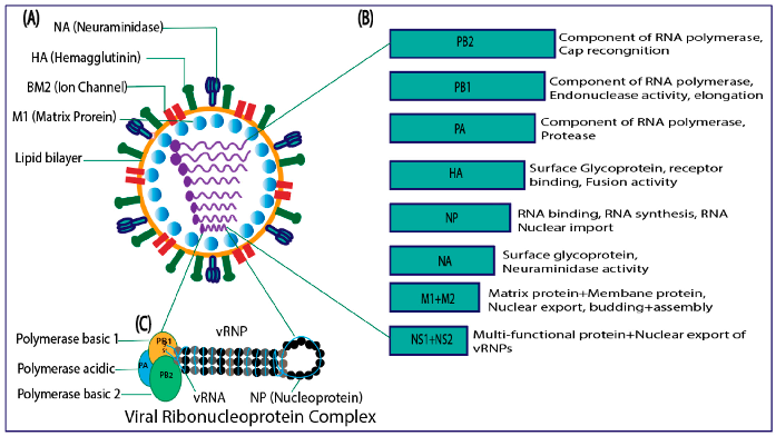 CIMB | Free Full-Text | Natural History Of Influenza B Virus—Current ...