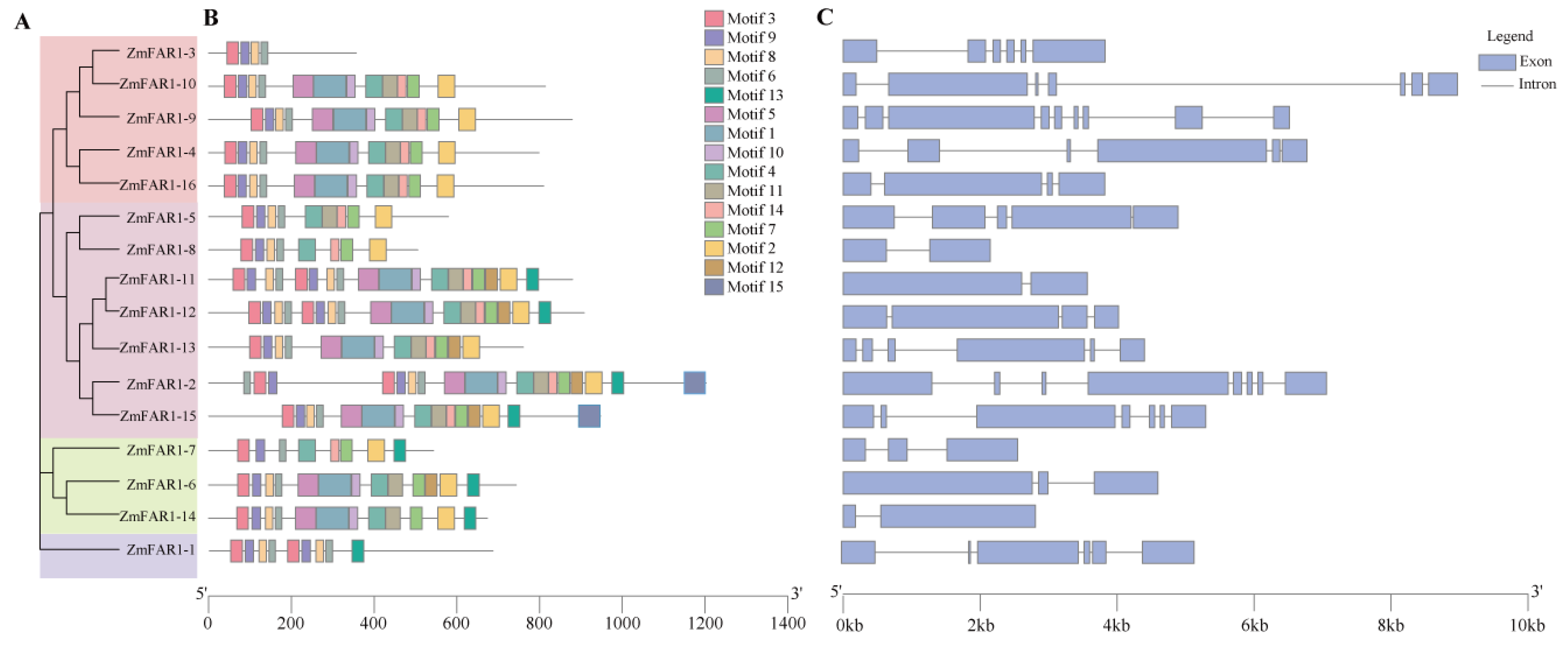 CIMB | Free Full-Text | Genome-Wide Identification and Expression ...