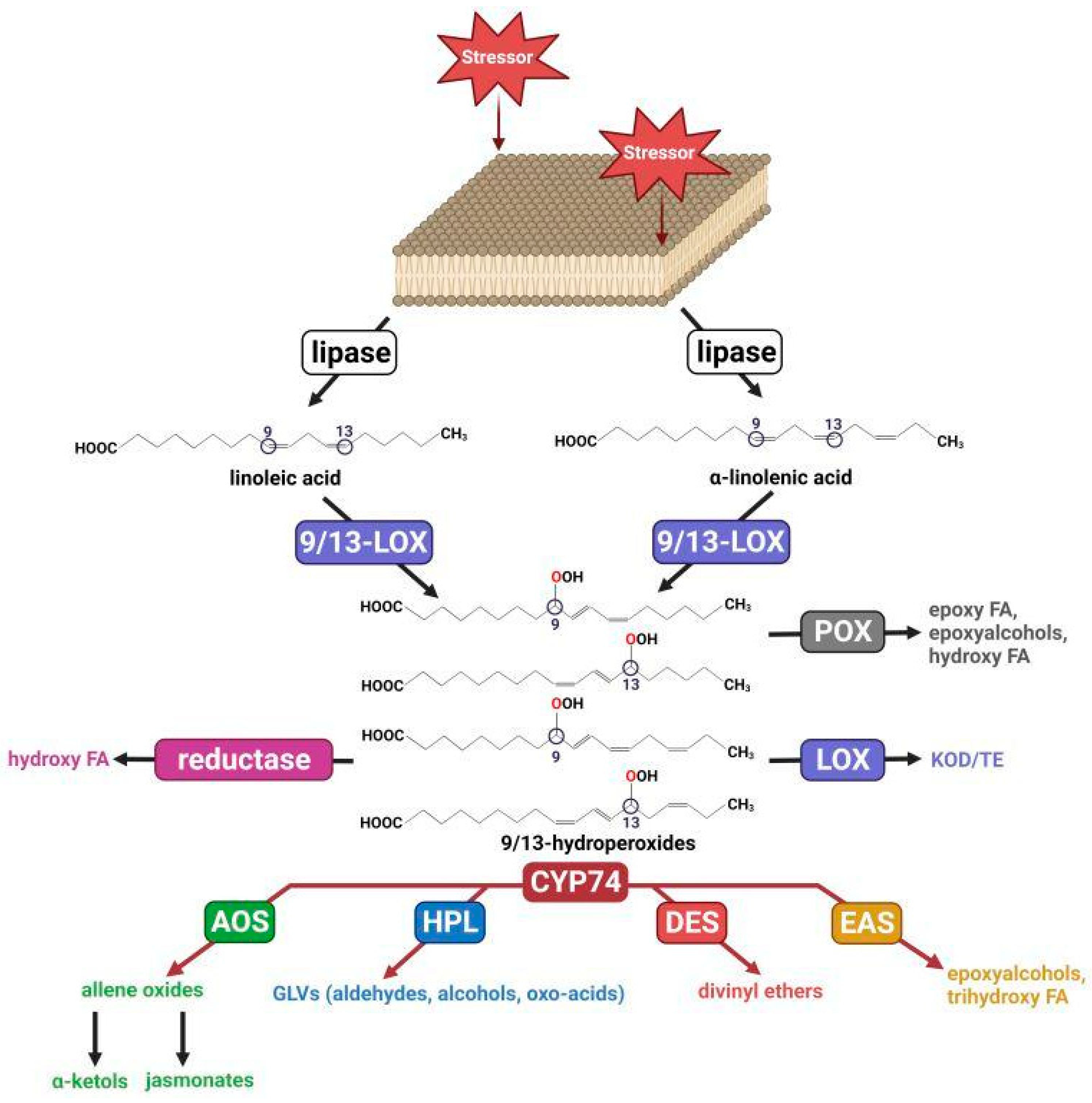 CIMB | Free Full-Text | Epoxyalcohol Synthase Branch of 