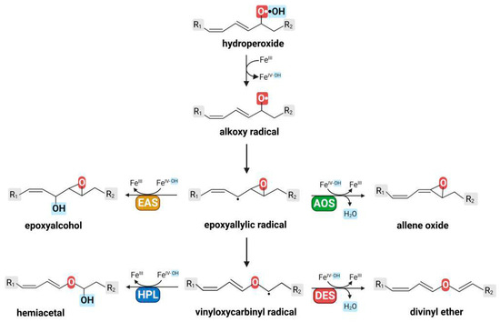 CIMB | Free Full-Text | Epoxyalcohol Synthase Branch of 