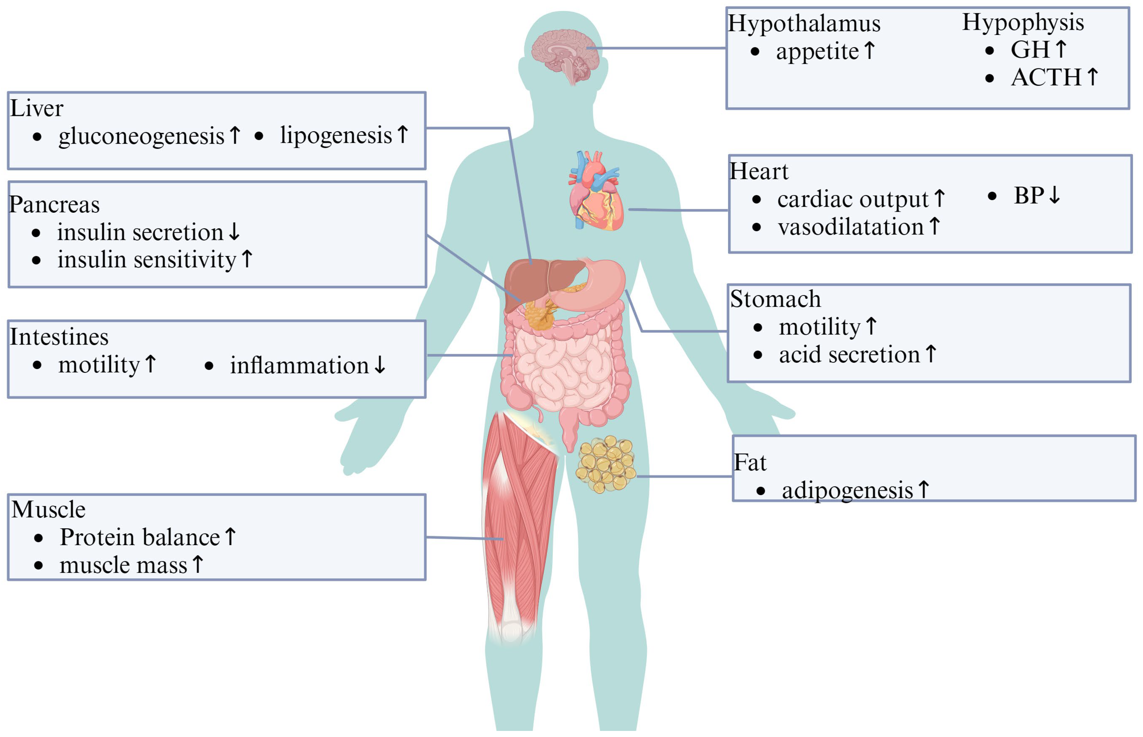 CIMB | Free Full-Text | Ghrelin in Focus: Dissecting Its Critical Roles ...