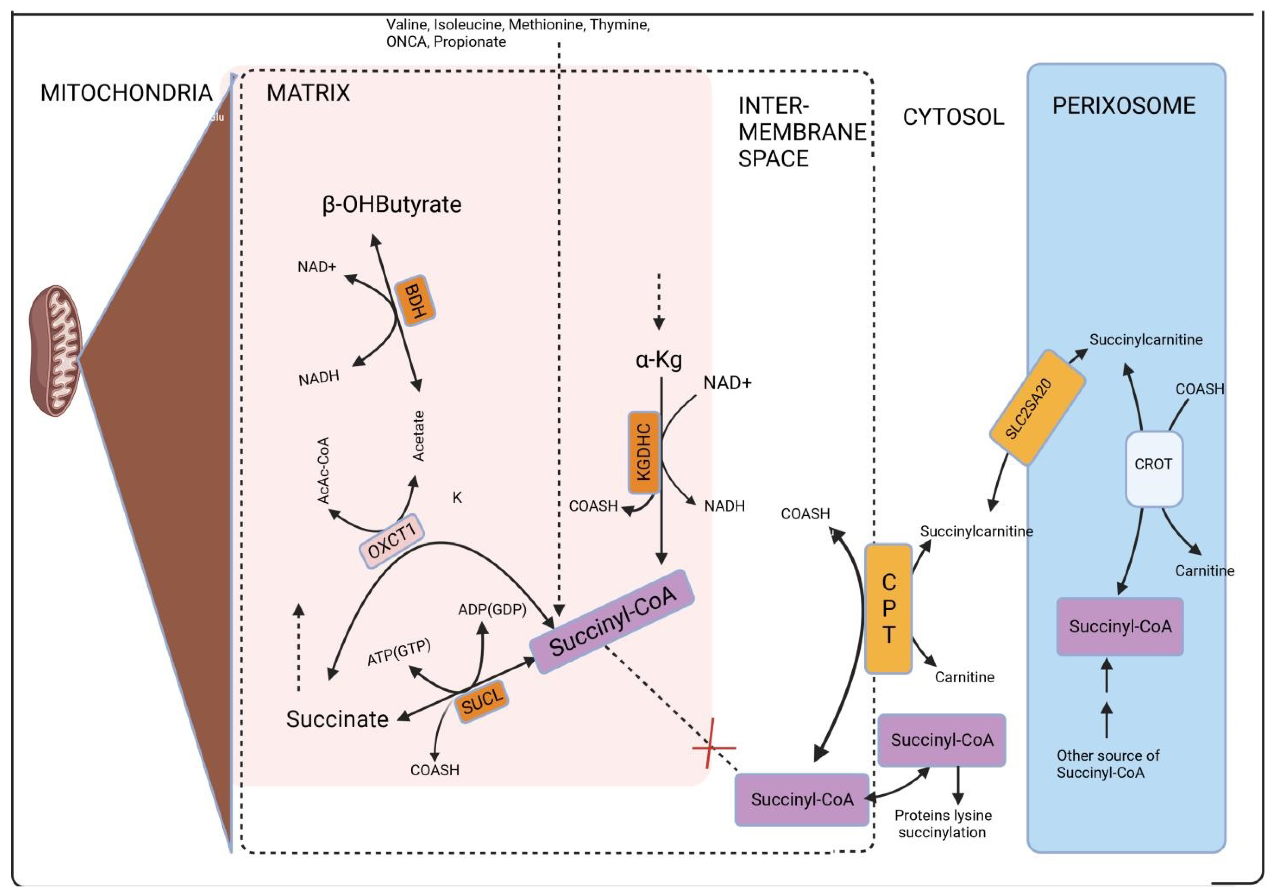 Cimb 46 00065 g004 Cimb 46 00065 g004